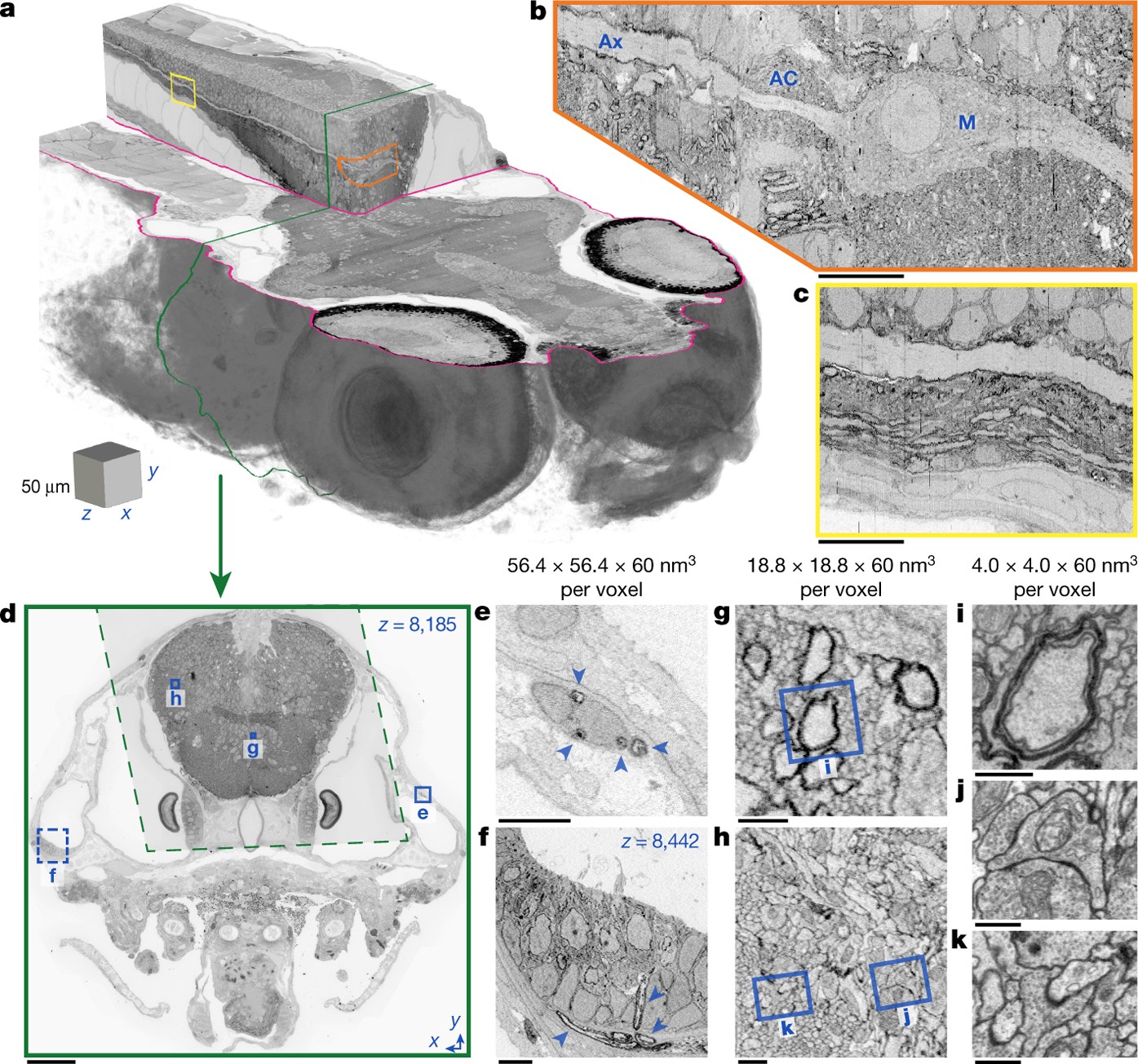Whole-brain serial-section electron microscopy in larval zebrafish | Nature