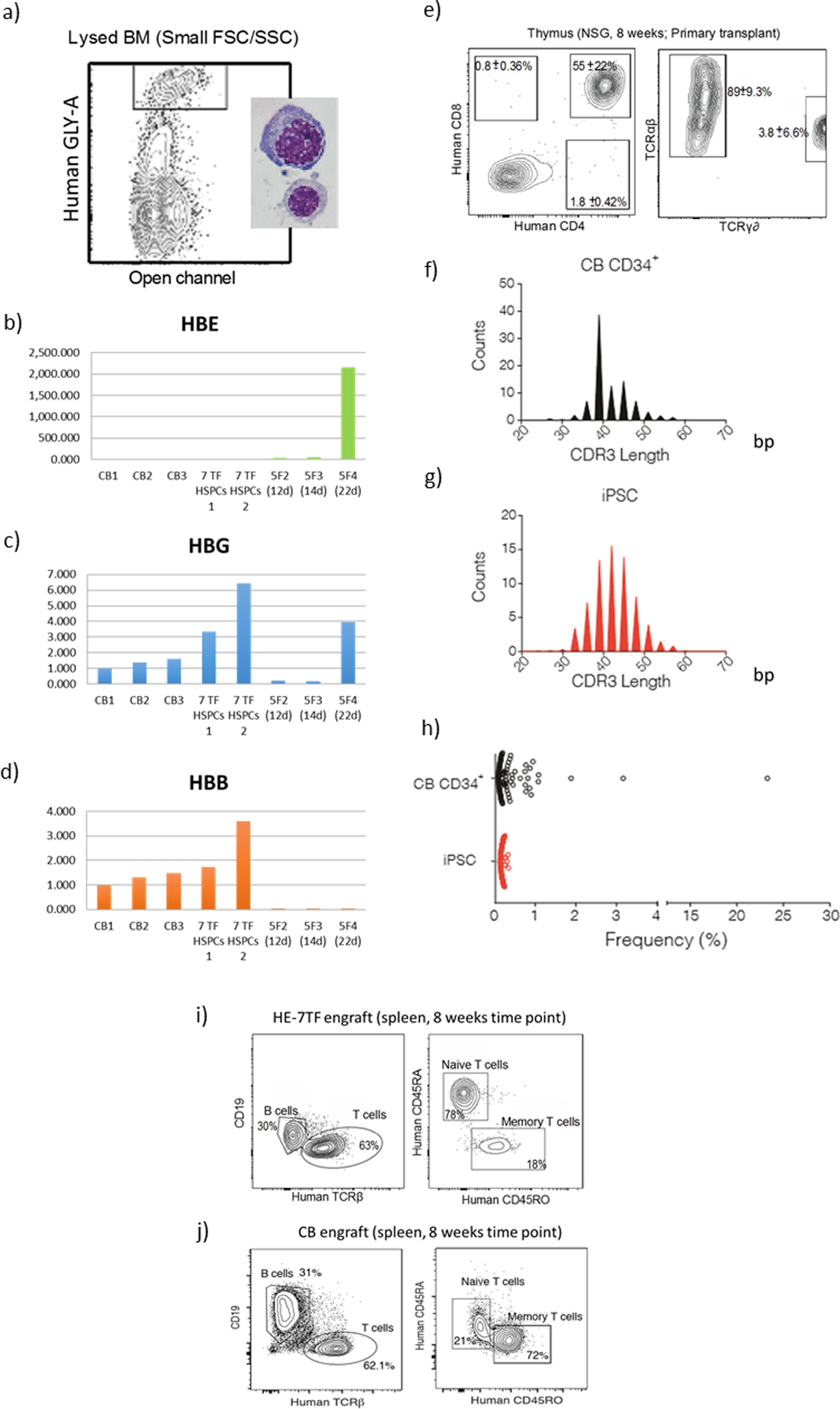 Extended Data Figure 8: Characterizations of differentiated cells: analysis of definitive erythropoiesis by relative quantification of globin transcripts.