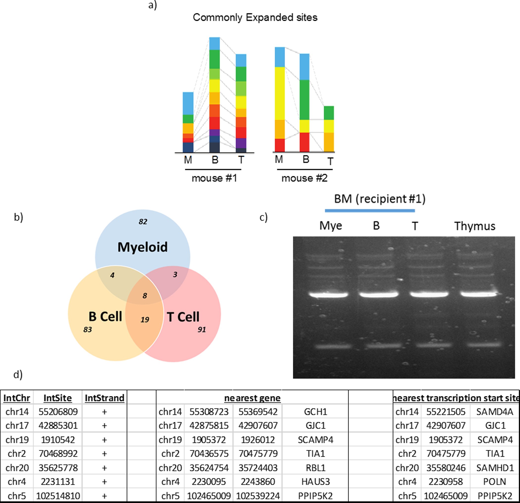 Extended Data Figure 9: Integration sequencing analysis of engrafted myeloid cells, B cells, and T cells from two individual animals.