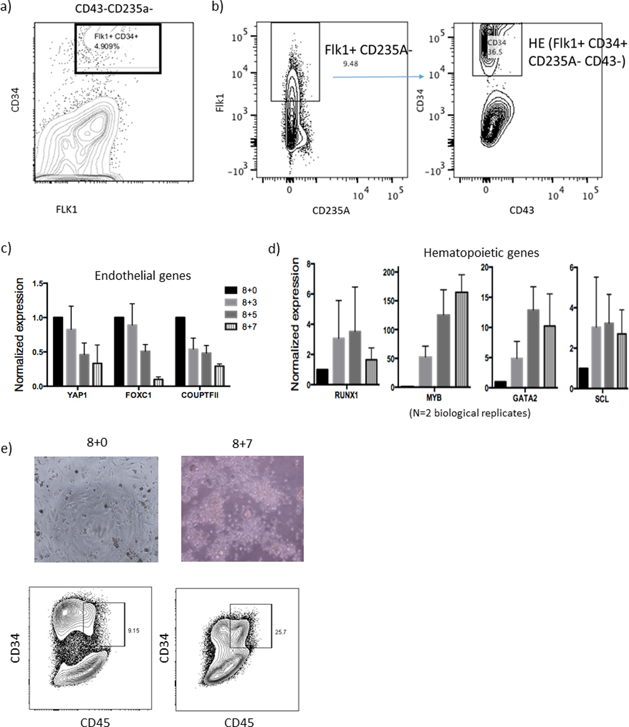 Extended Data Figure 1: Induction of haemogenic endothelium from hPSCs.