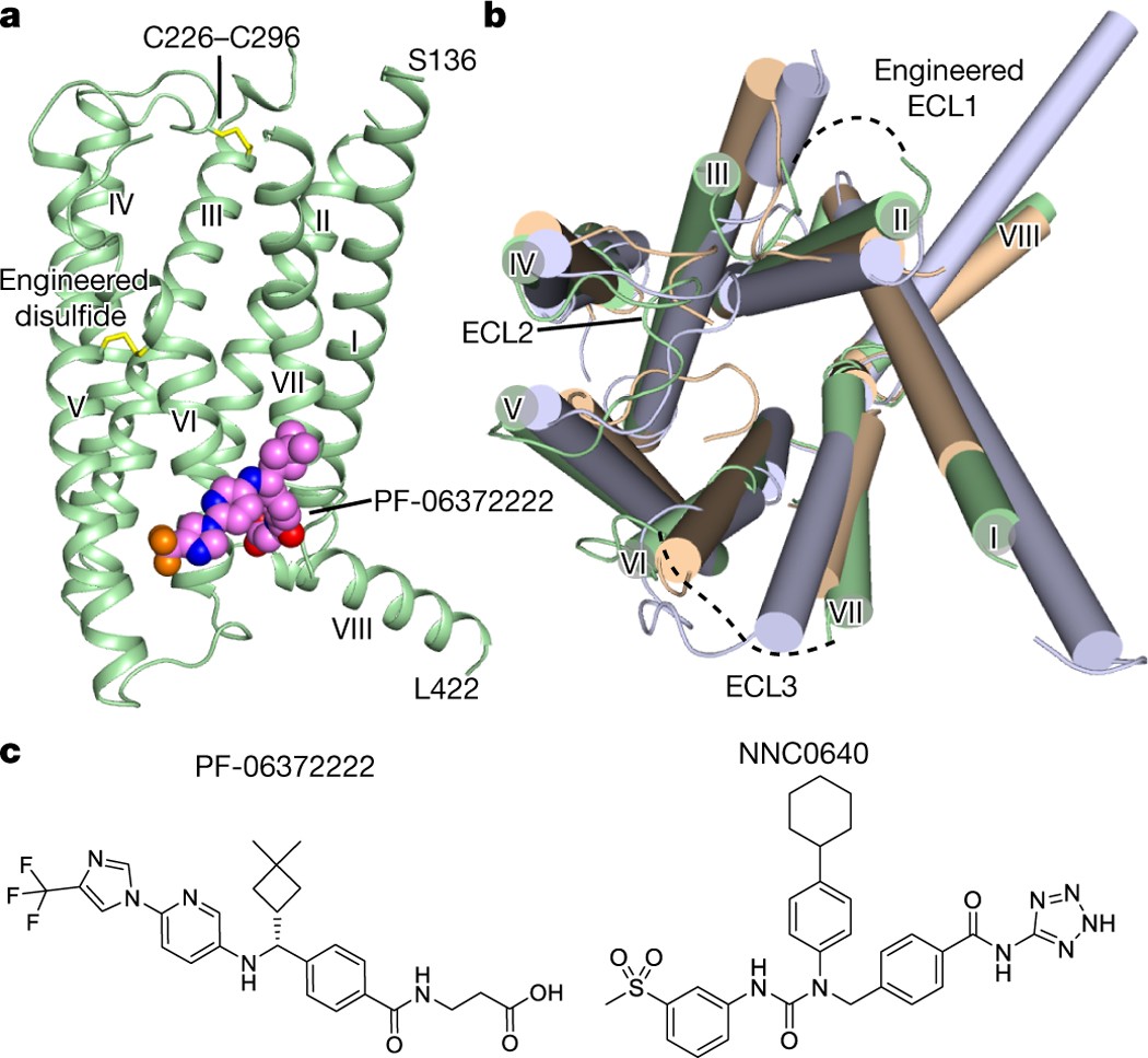 Human GLP-1 receptor transmembrane domain structure in complex with  allosteric modulators