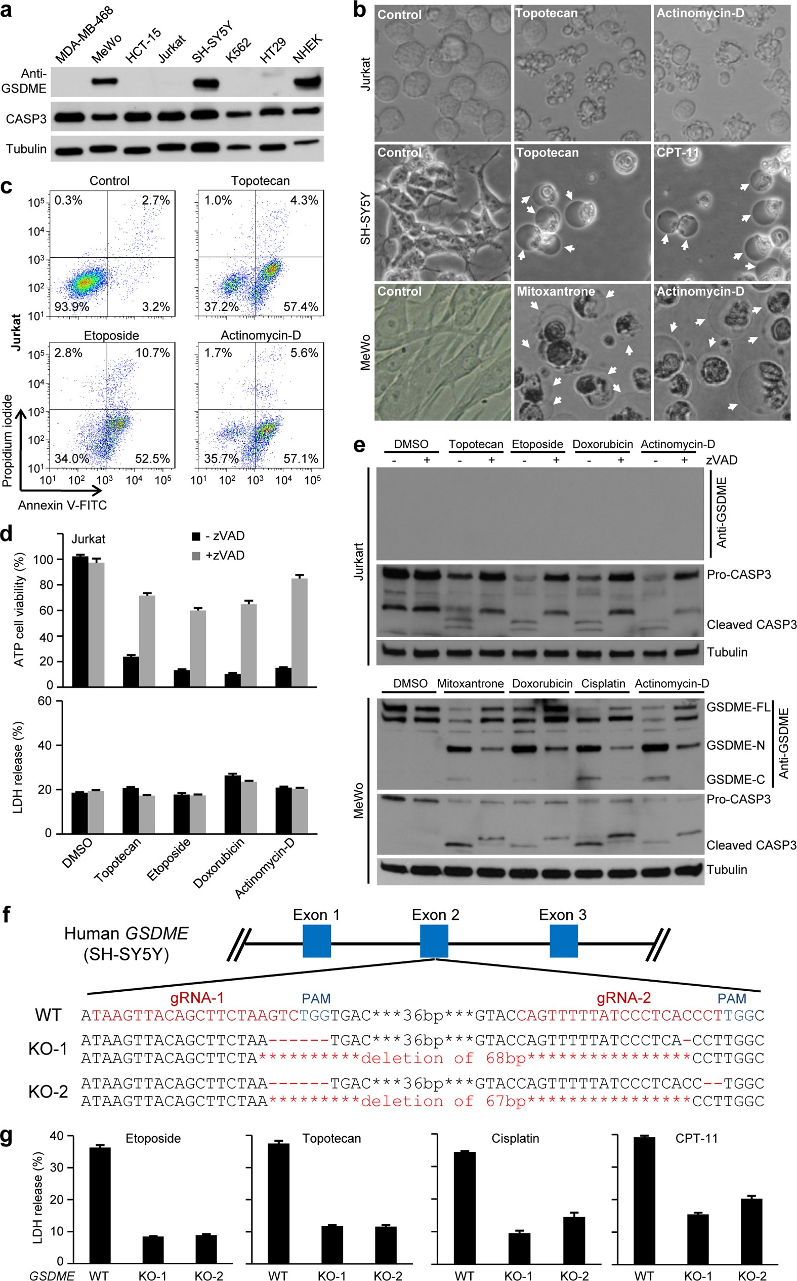 Extended Data Figure 5: Caspase-3 cleavage of GSDME confers pyroptosis in response to chemotherapy drugs in GSDME-positive cancer cells.