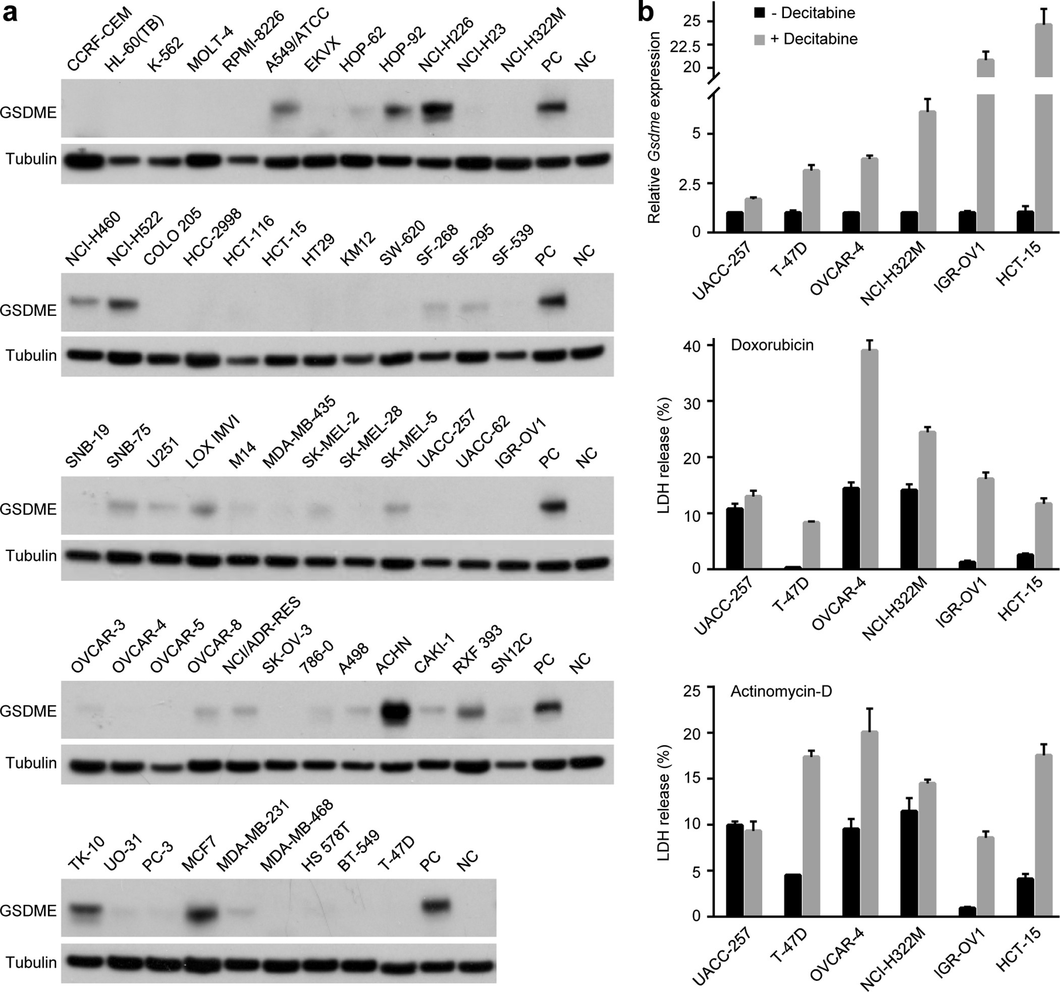Extended Data Figure 6: Profiling endogenous GSDME expression in the NCI-60 and effects of decitabine in GSDME-silenced cells.