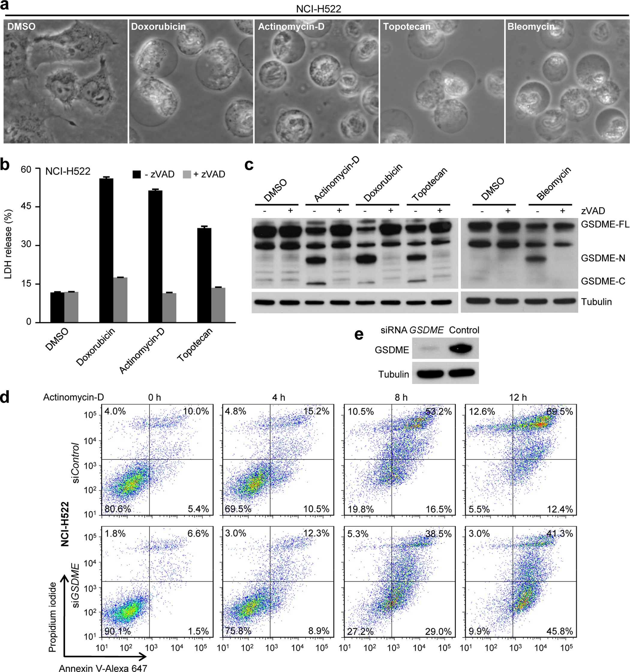 Extended Data Figure 7: Endogenous GSDME in NCI-H522 cells switches chemotherapy drug-induced apoptosis to pyroptosis.