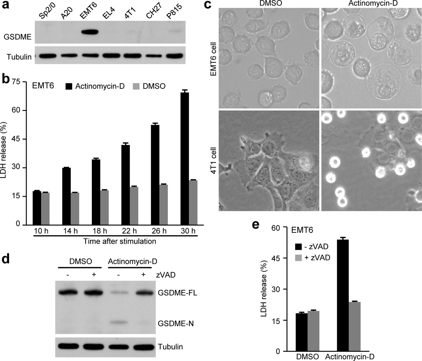 Extended Data Figure 8: Endogenous GSDME in mouse EMT6 cells induces pyroptotic cell death in response to chemotherapy drug treatment.