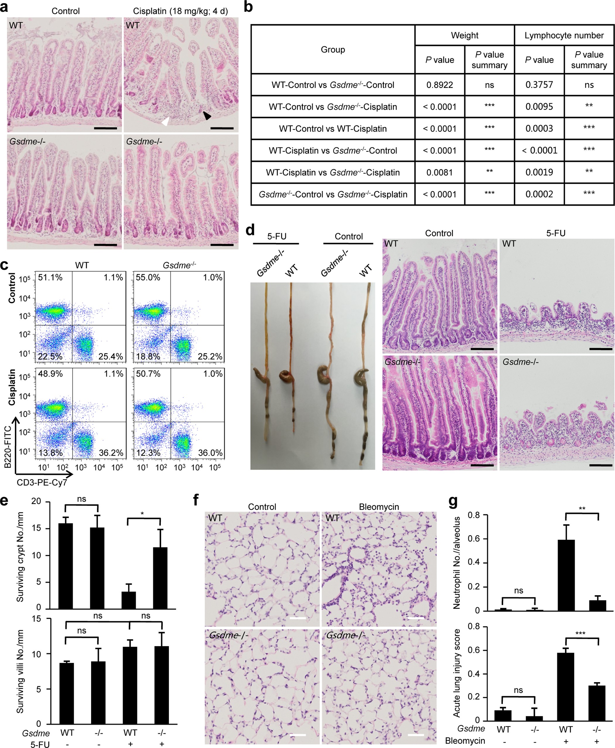 Extended Data Figure 10: GSDME mediates chemotherapy drug-induced tissue damage and toxicity in mice.