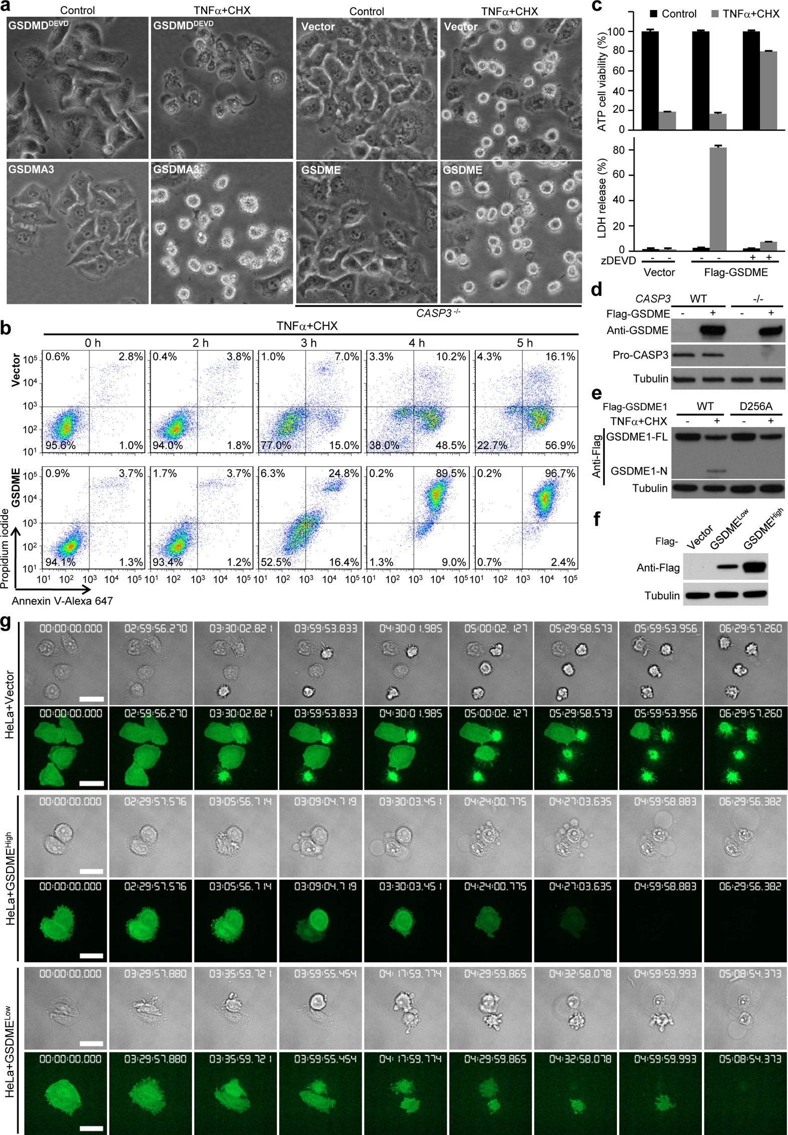 Extended Data Figure 1: Ectopic expression of GSDME in HeLa cells switches TNF-induced apoptosis to pyroptosis, and dosage effect of GSDME expression.