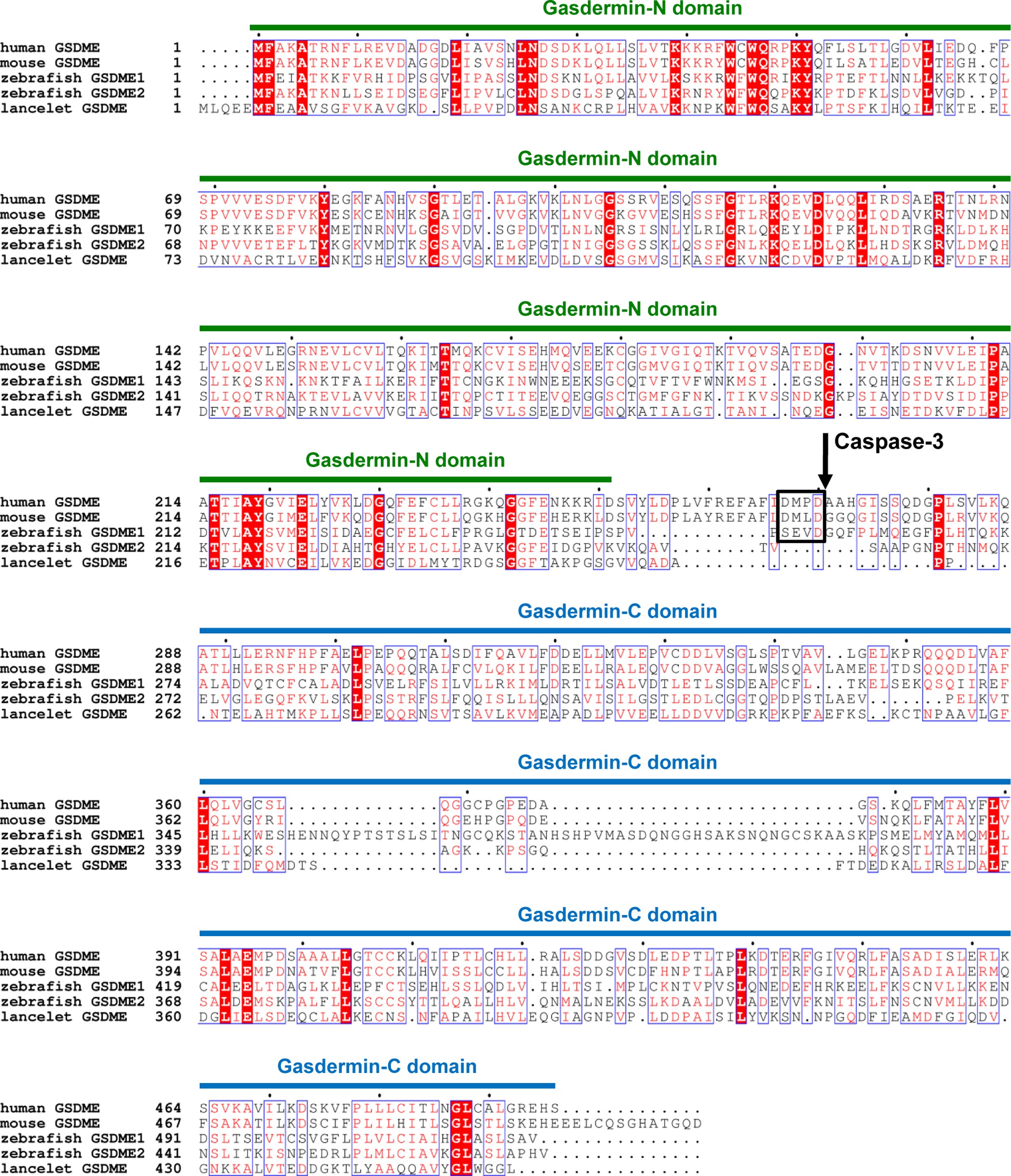 Extended Data Figure 2: Sequence alignment of GSDME from human, mouse, zebrafish and lancelet.