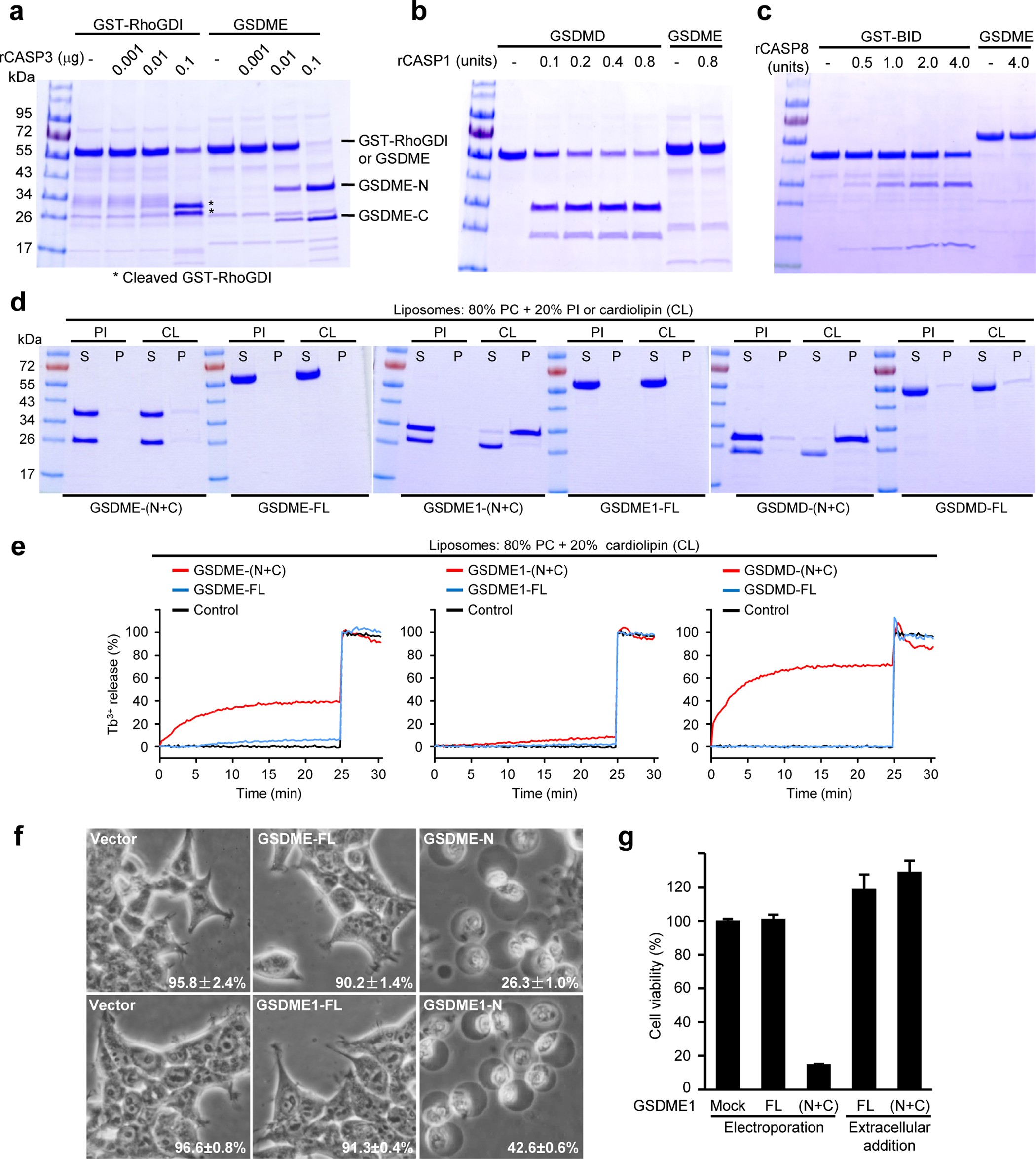 Extended Data Figure 3: Caspase-3 cleaves GSDME in vitro to release the pore-forming GSDME-N domain, which can trigger pyroptosis.