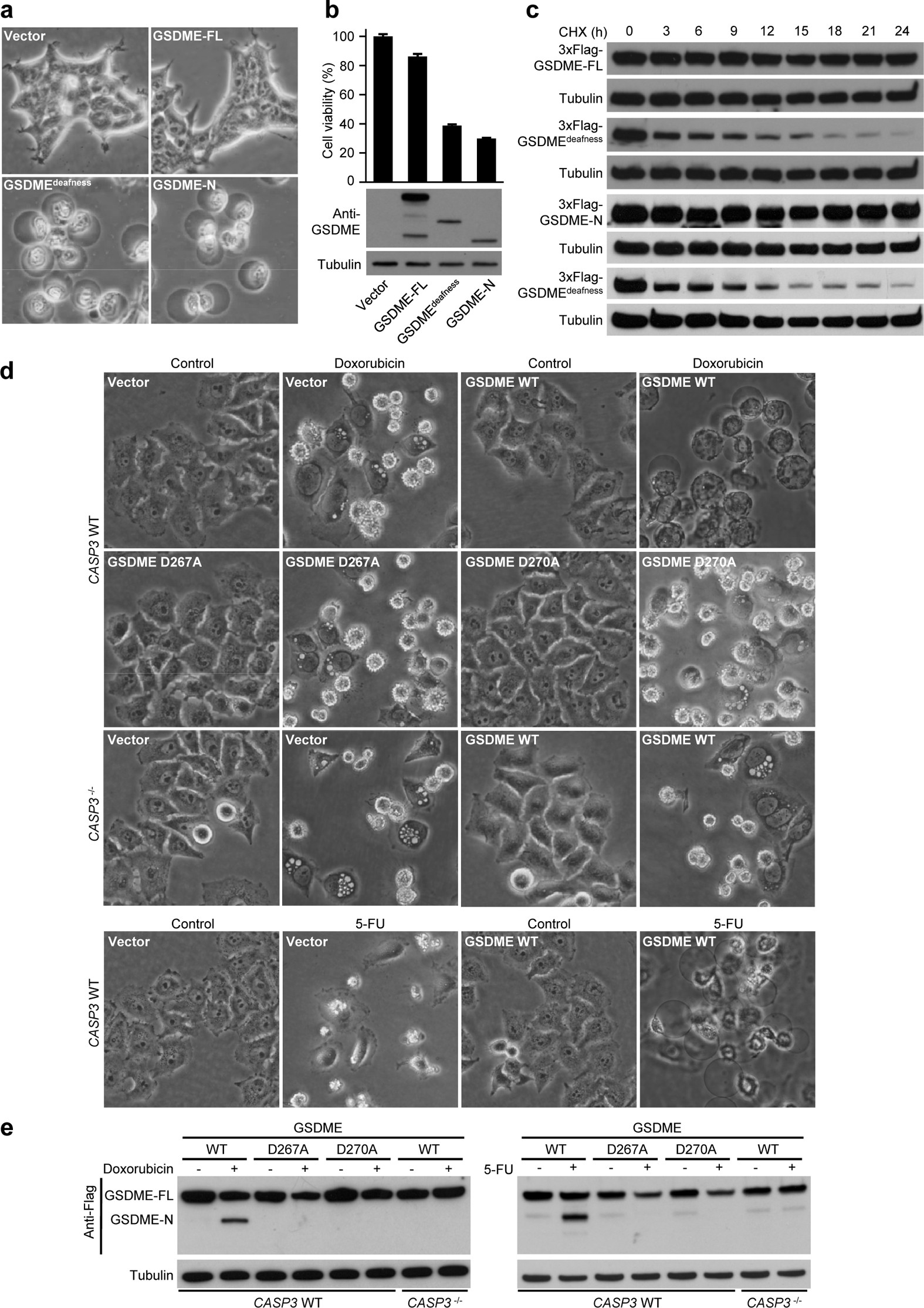 Extended Data Figure 4: Characterization of GSDME deafness mutant (GSDMEdeafness) and the switch of chemotherapy drug-induced apoptosis to pyroptosis by caspase-3 cleavage of exogenous GSDME in HeLa cells.