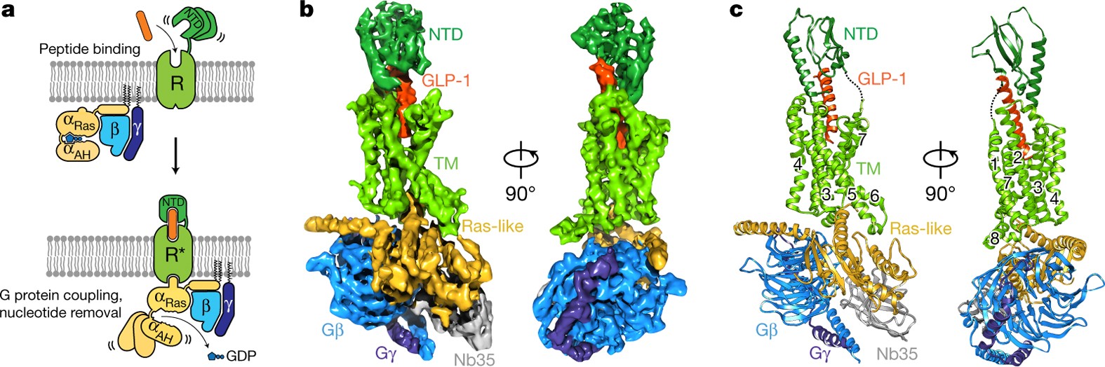 Cryo-EM structure of the activated GLP-1 receptor in complex with a G  protein