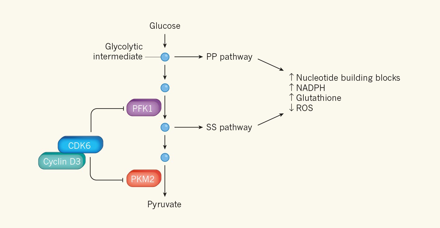 Division enzyme regulates metabolism