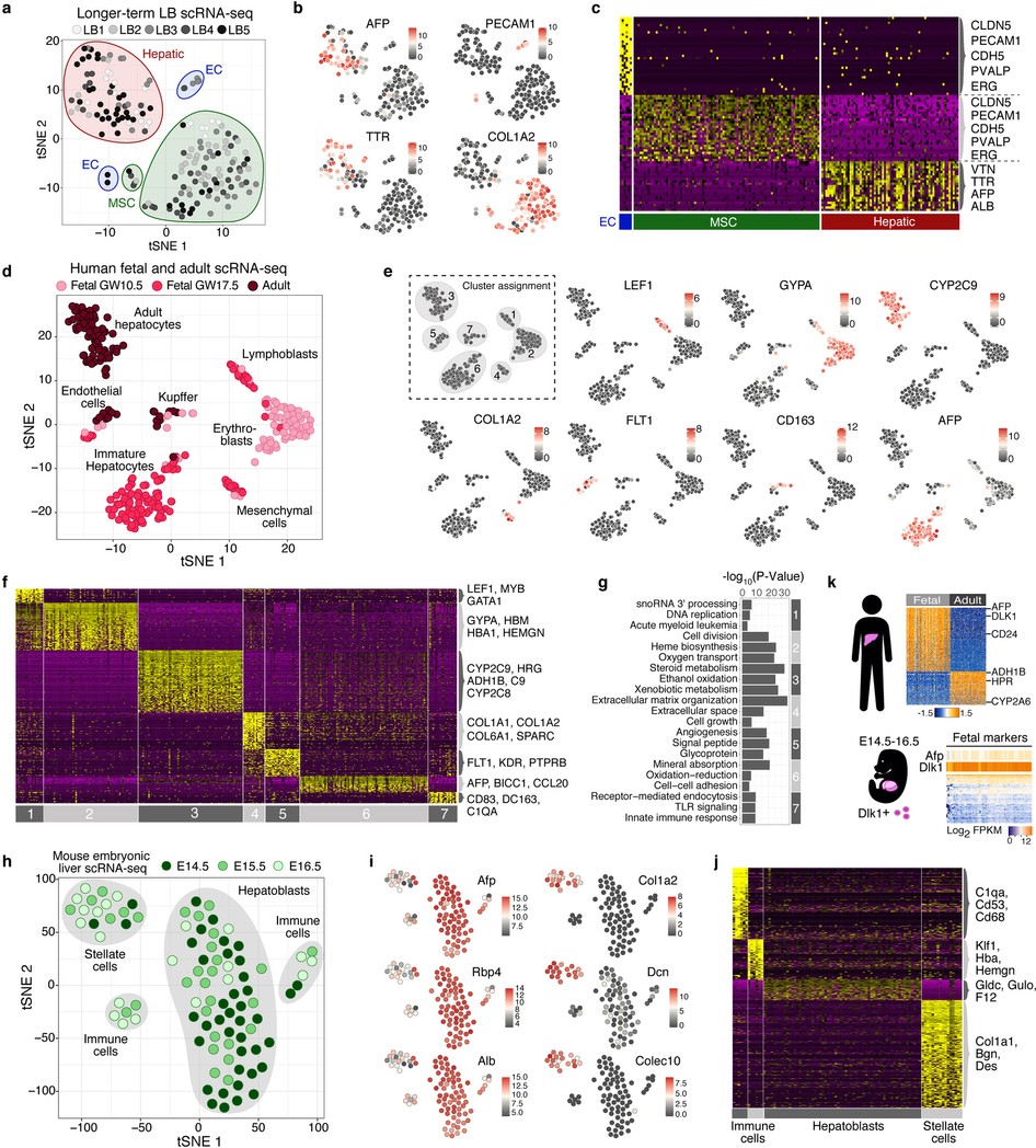 Extended Data Figure 7: Cell composition in human longer-term LBs, adult and fetal human liver, and mouse embryonic liver.