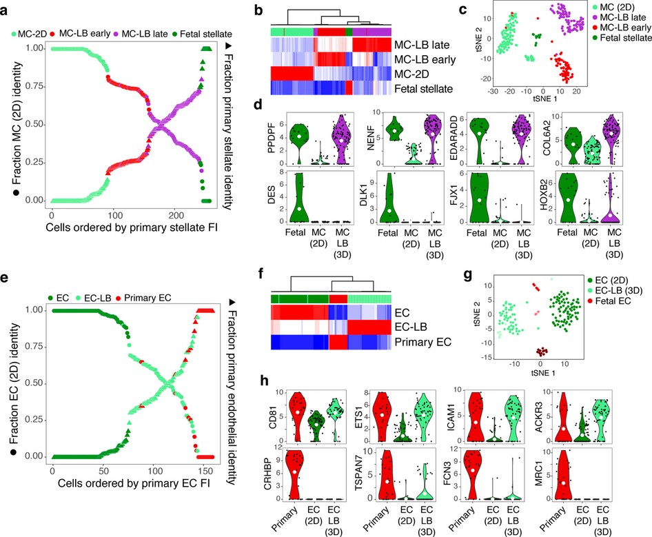 Extended Data Figure 9: Similarities and differences between endothelial and MCs from the LB and primary human liver.