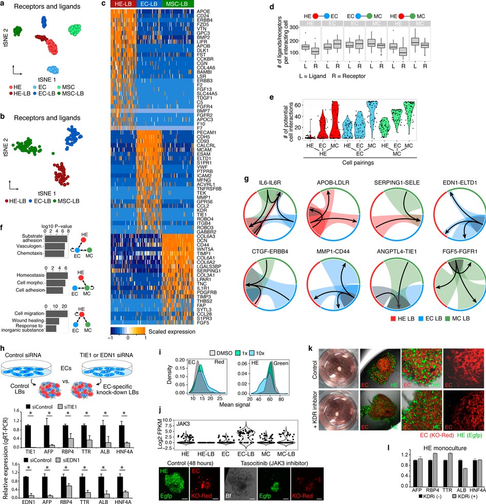 Extended Data Figure 10: Potential interlineage signalling in LBs.
