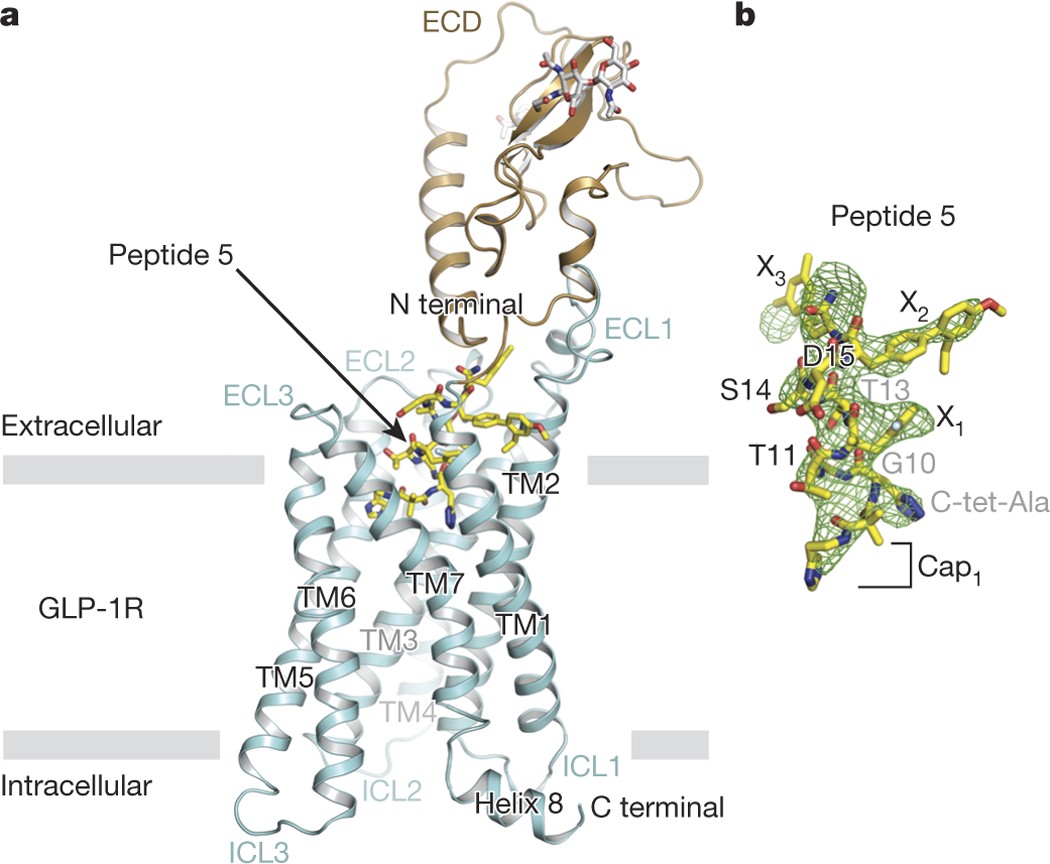 Crystal Structure Of The Glp 1 Receptor Bound To A Peptide Agonist Nature