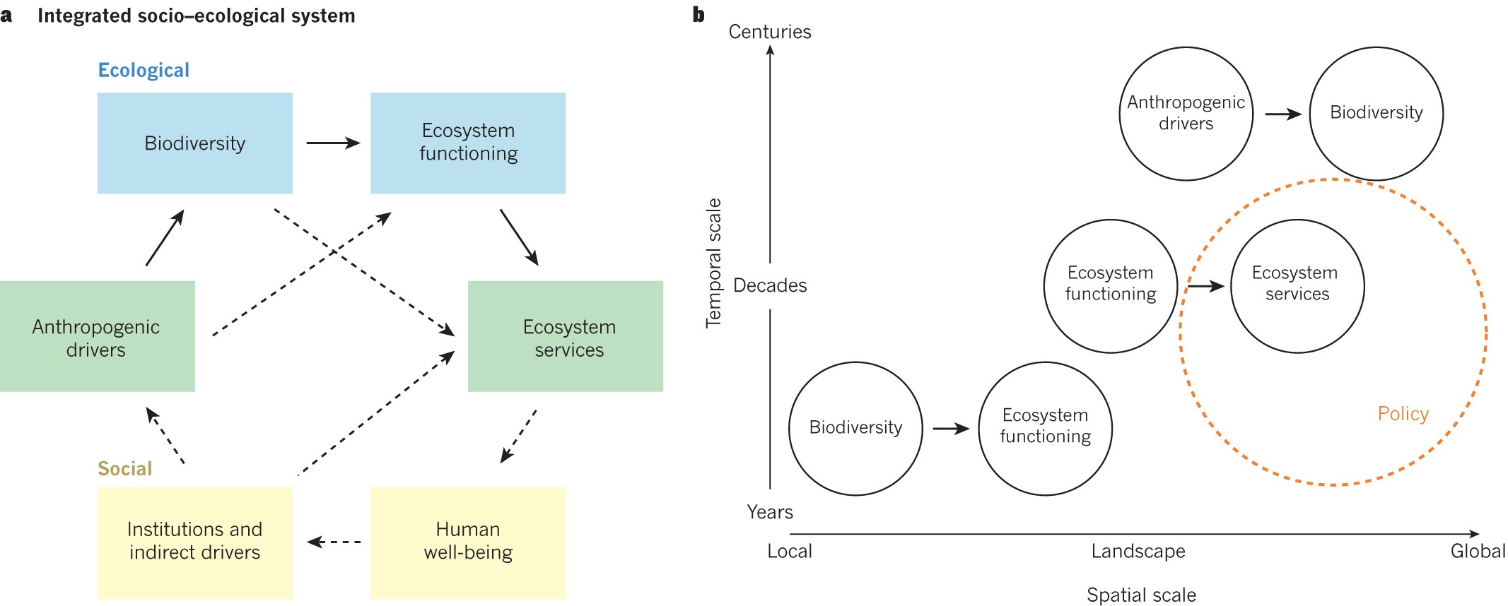 PDF) A functional vulnerability framework for biodiversity conservation