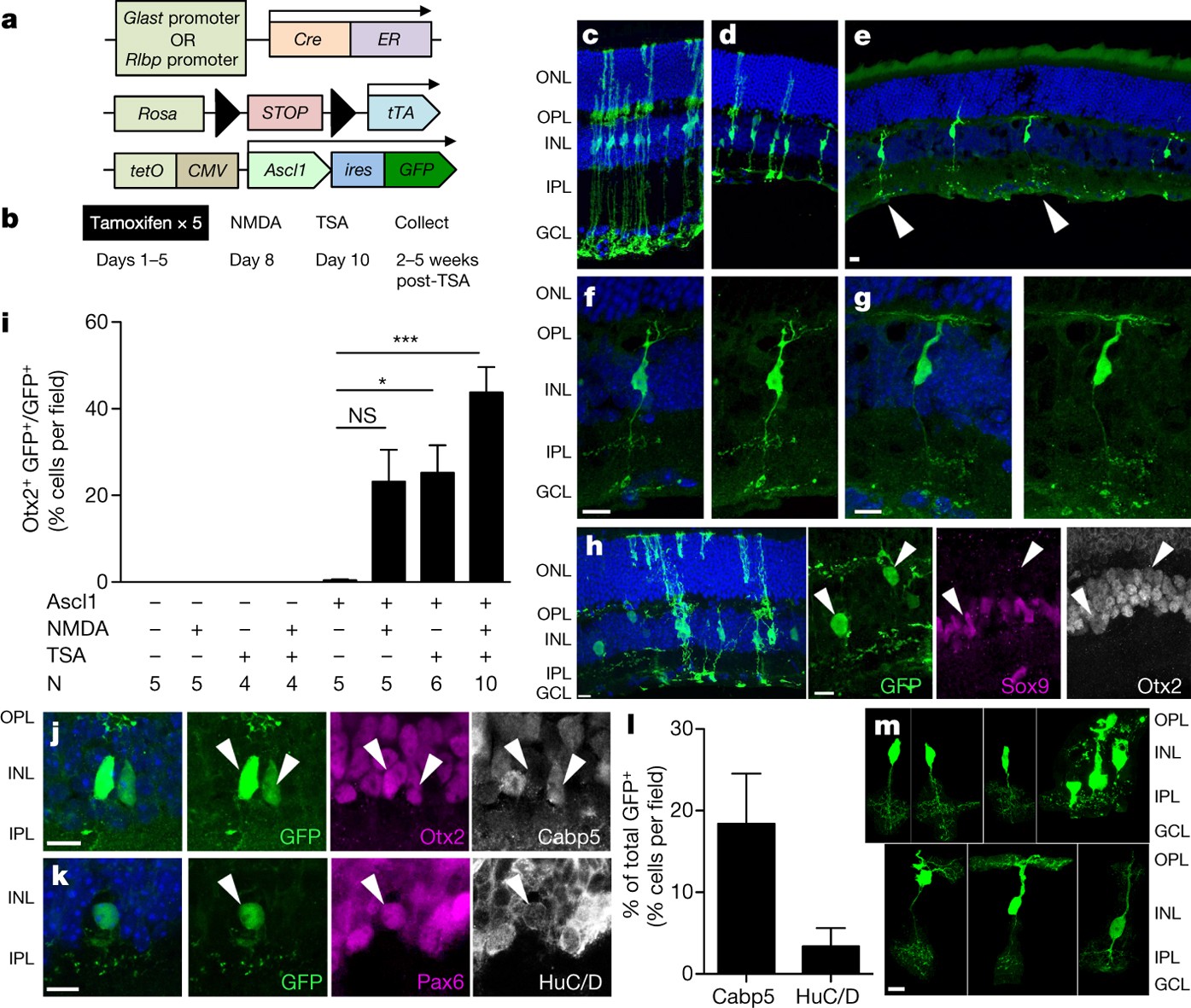 Stimulation of functional neuronal regeneration from Müller glia in adult  mice | Nature