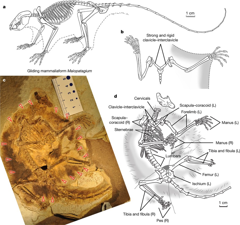 Phylogeny of mammaliaforms (simplified after ref. 18) mapping