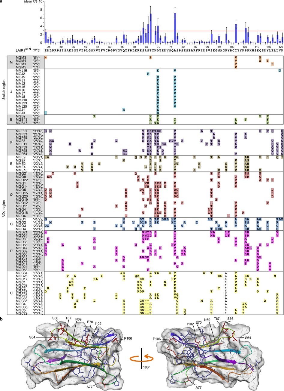 Extended Data Figure 3: Somatically mutated and conserved regions in the LAIR1 domains inserted in the VDJ or in the switch region.