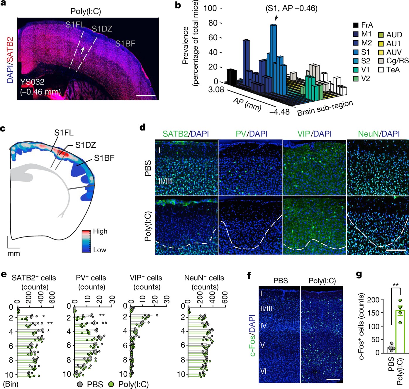 The authors define a specific cortical subregion of the somatosensory corte...