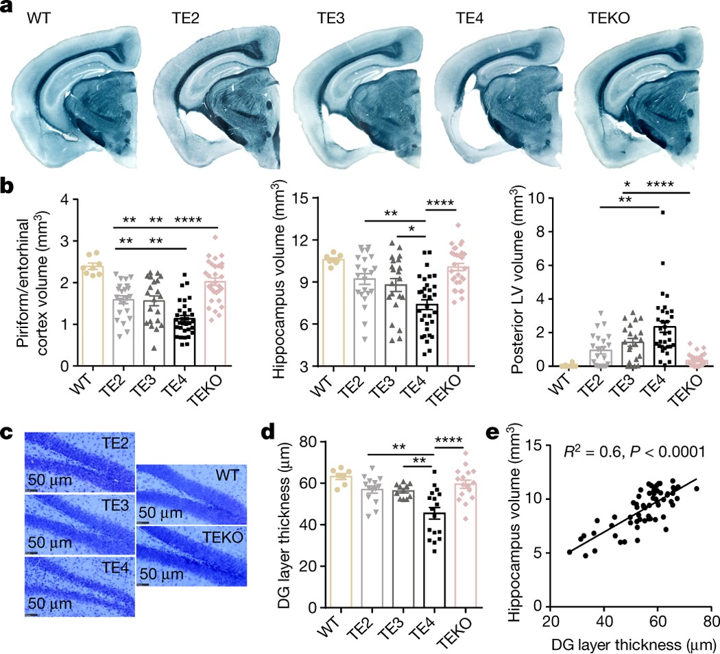 Apoe4 Markedly Exacerbates Tau Mediated Neurodegeneration In A Mouse Model Of Tauopathy Nature