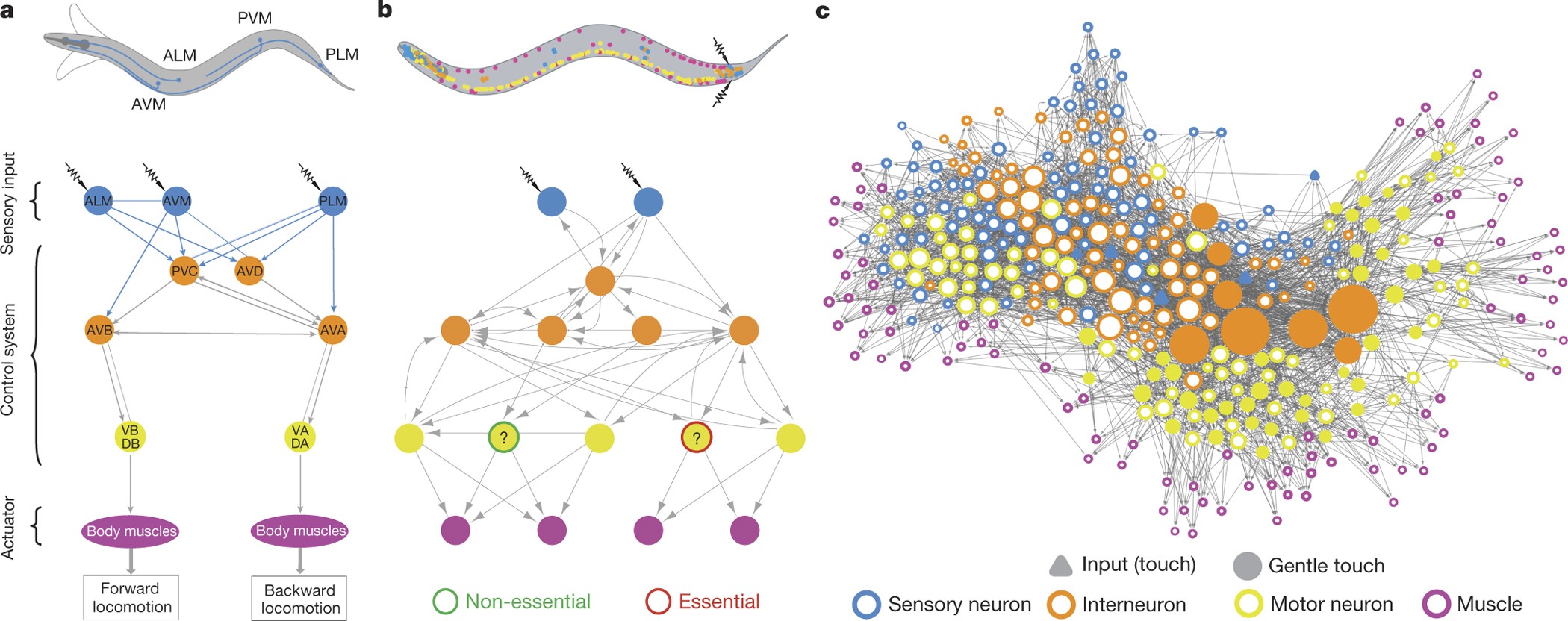 C Elegans Wiring Diagram from media.springernature.com