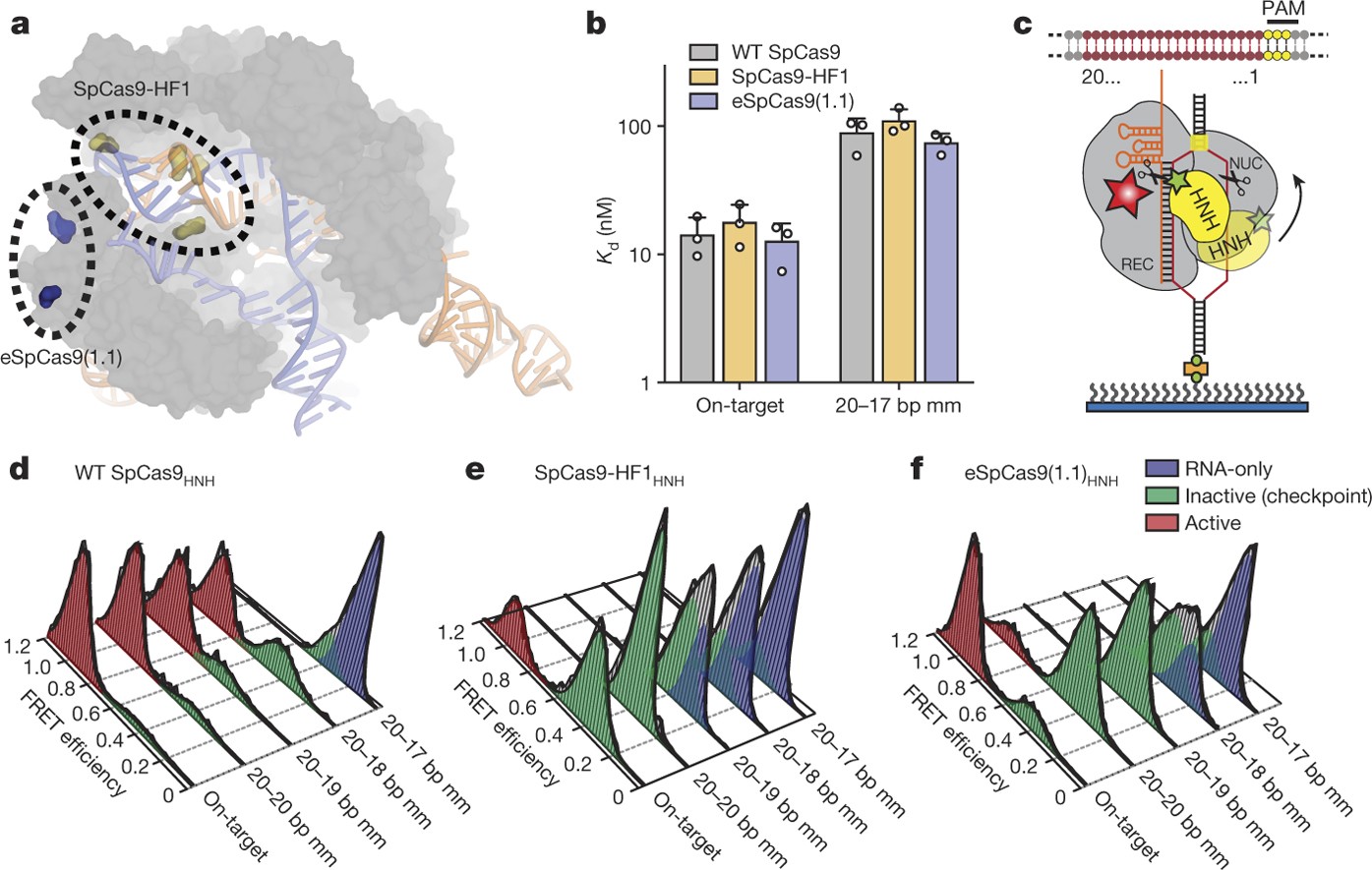 Enhanced Proofreading Governs Crispr Cas9 Targeting Accuracy Nature Enhanced Proofreading Governs Crispr Cas9 Targeting Accuracy Nature