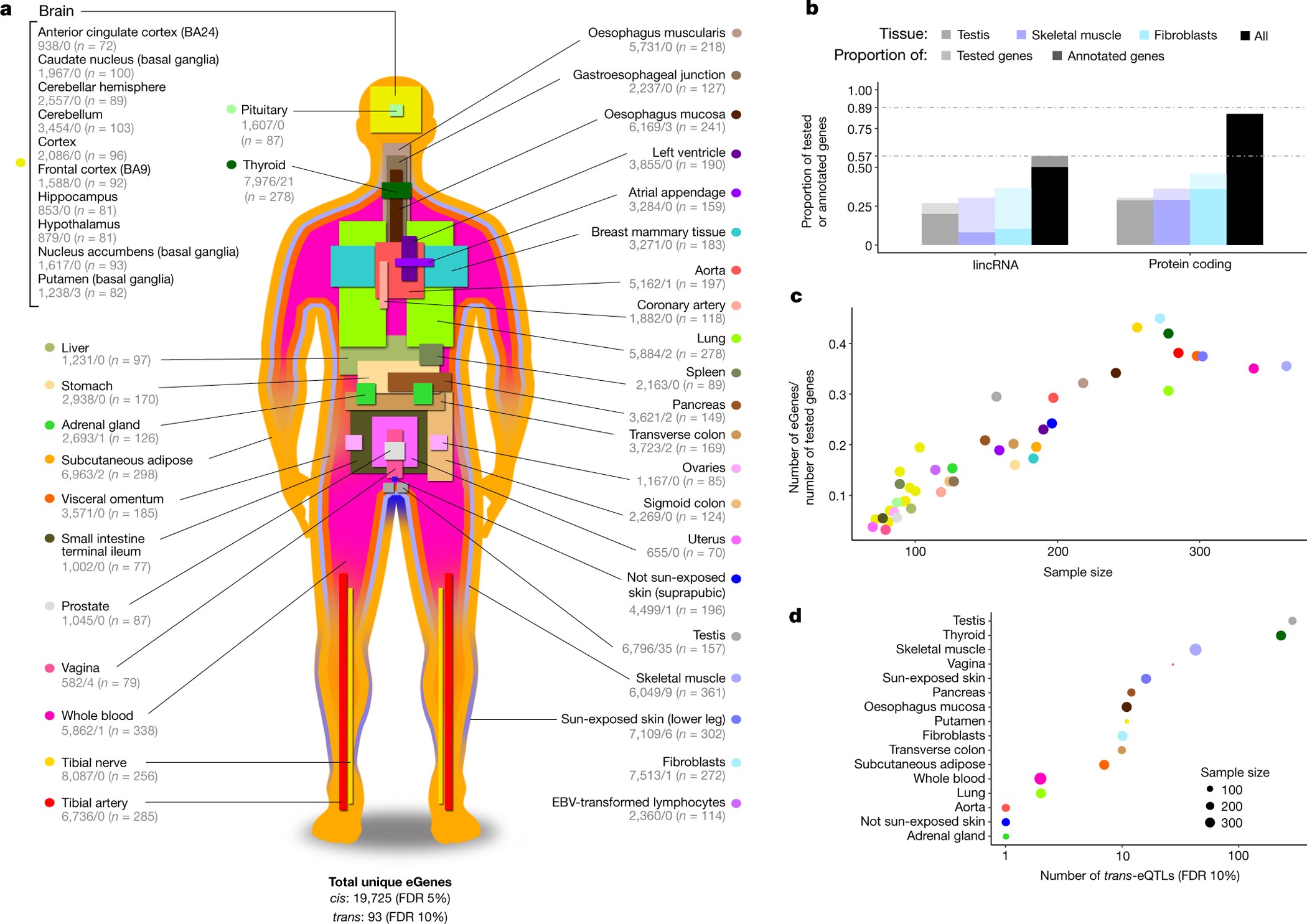 The GTEx Consortium atlas of genetic regulatory effects across