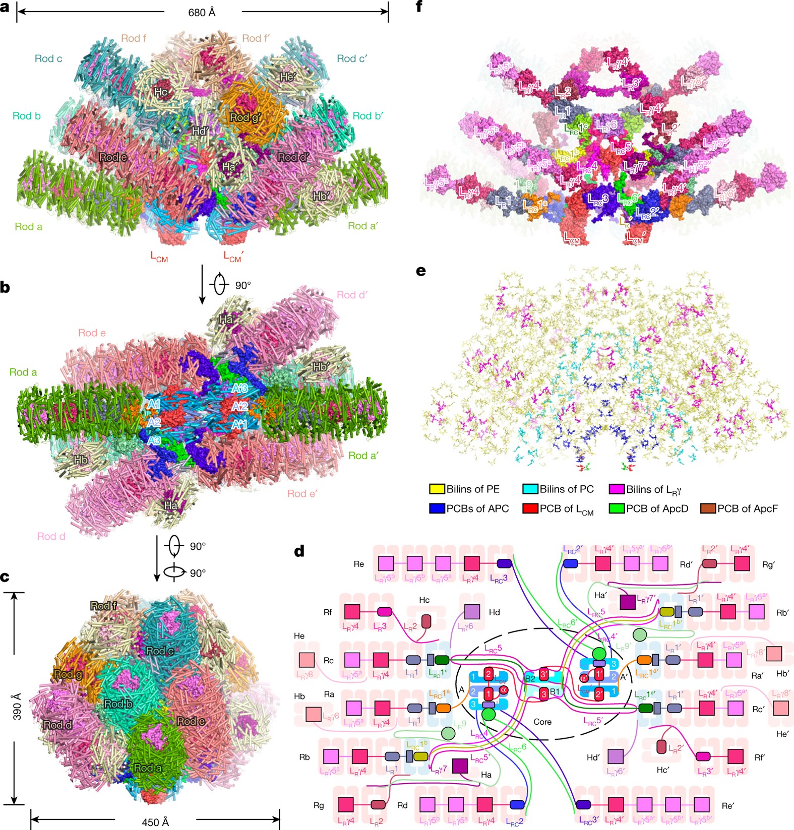 Structure Of Phycobilisome From The Red Alga Griffithsia