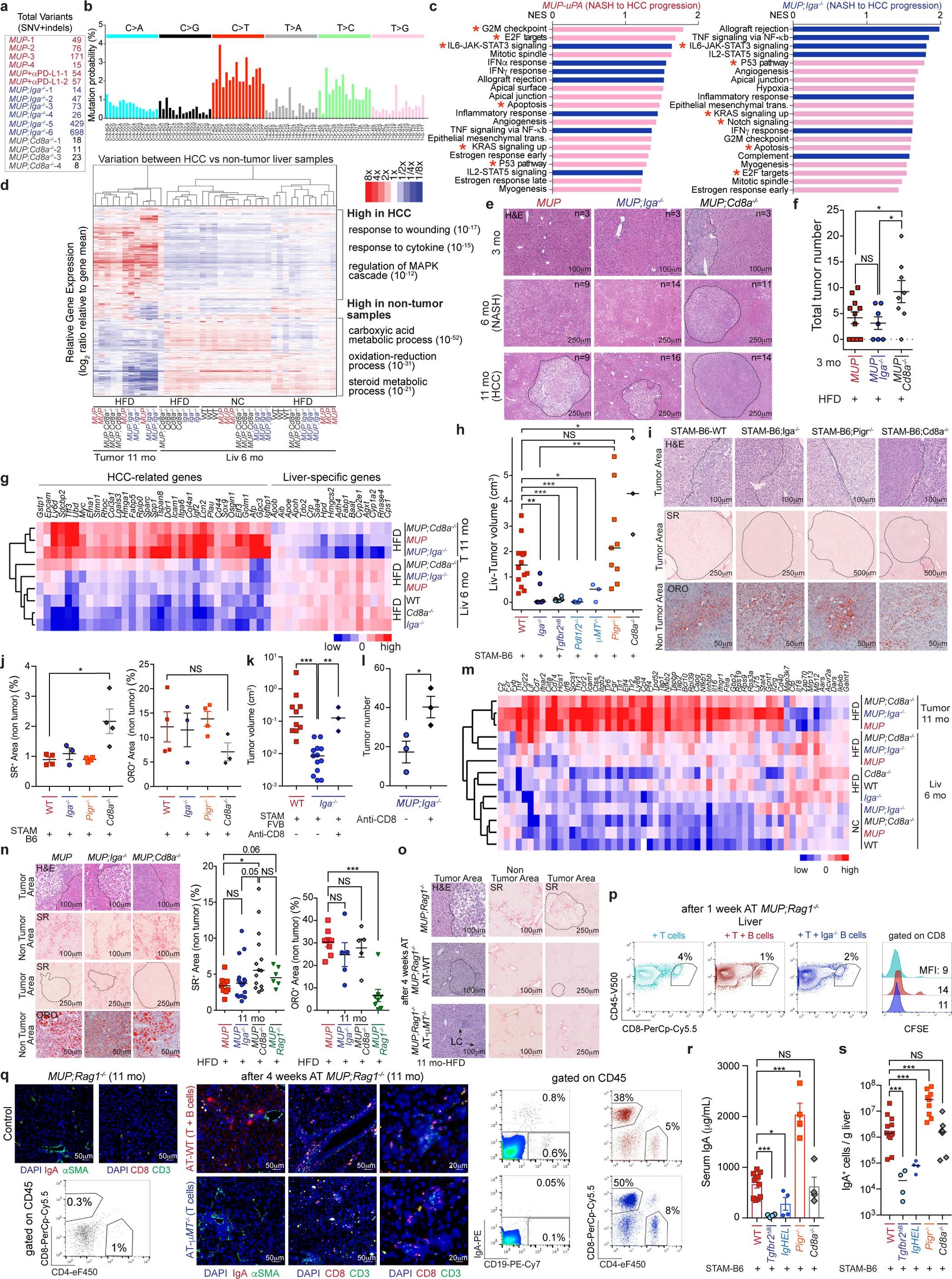 Extended Data Figure 6: IgA ablation inhibits, while CD8 deficiency accelerates HCC development.