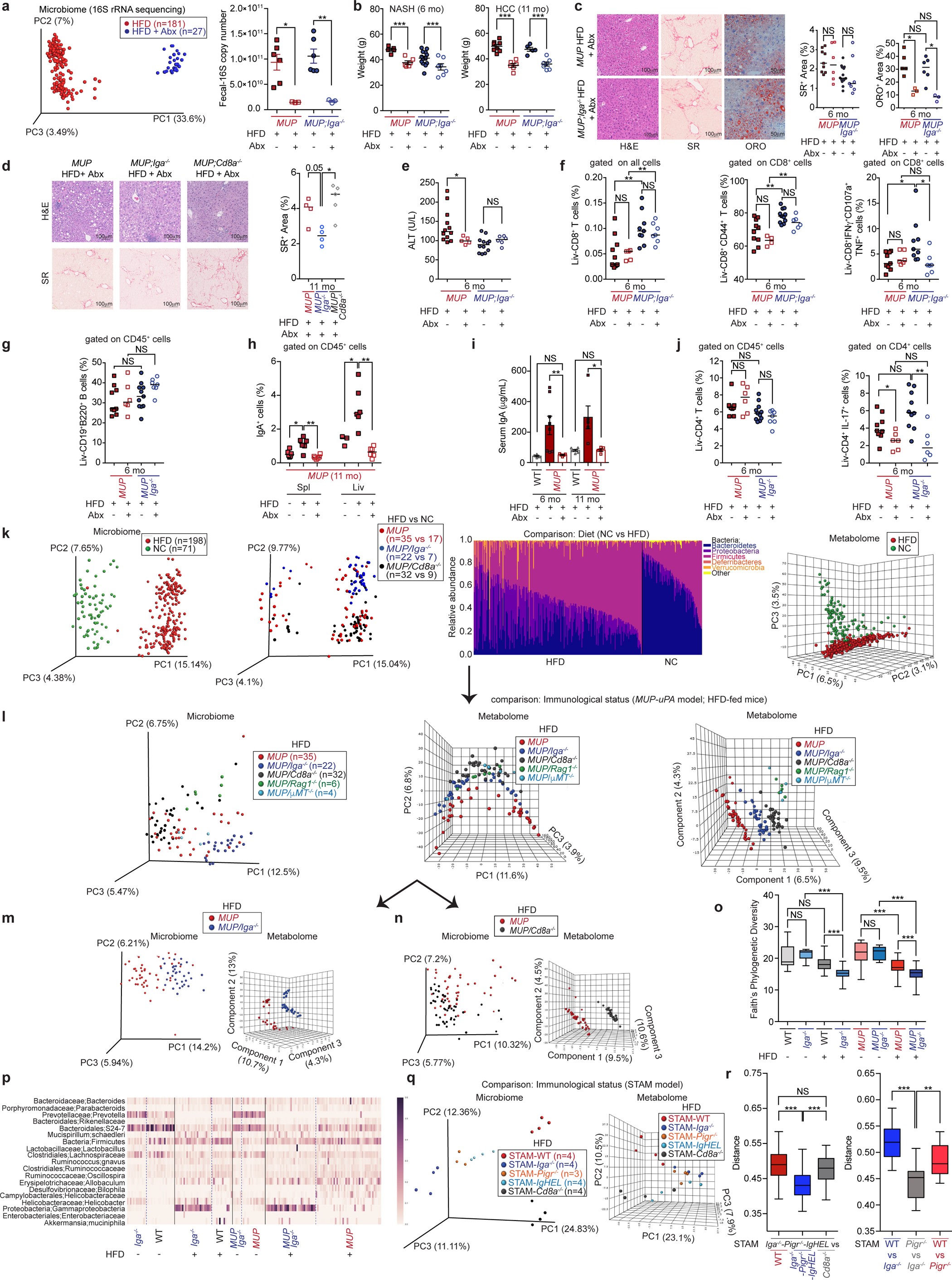 Extended Data Figure 7: Gut microbes promote HCC development and microbial translocation does not account for the anti-tumorigenic effect of IgA ablation.