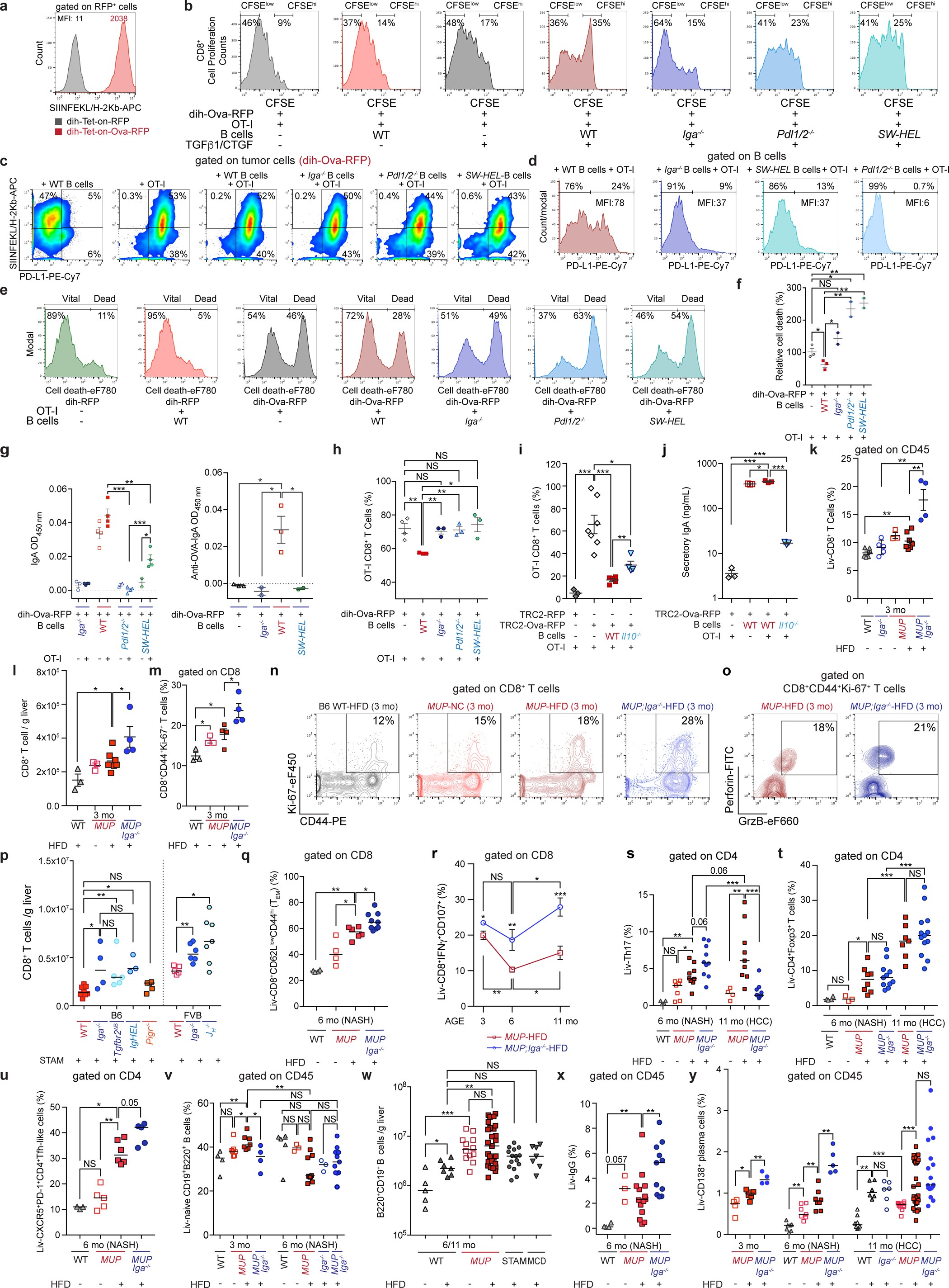 Extended Data Figure 8: IgA+ plasmocytes regulate tumour killing by CD8+ T cells.