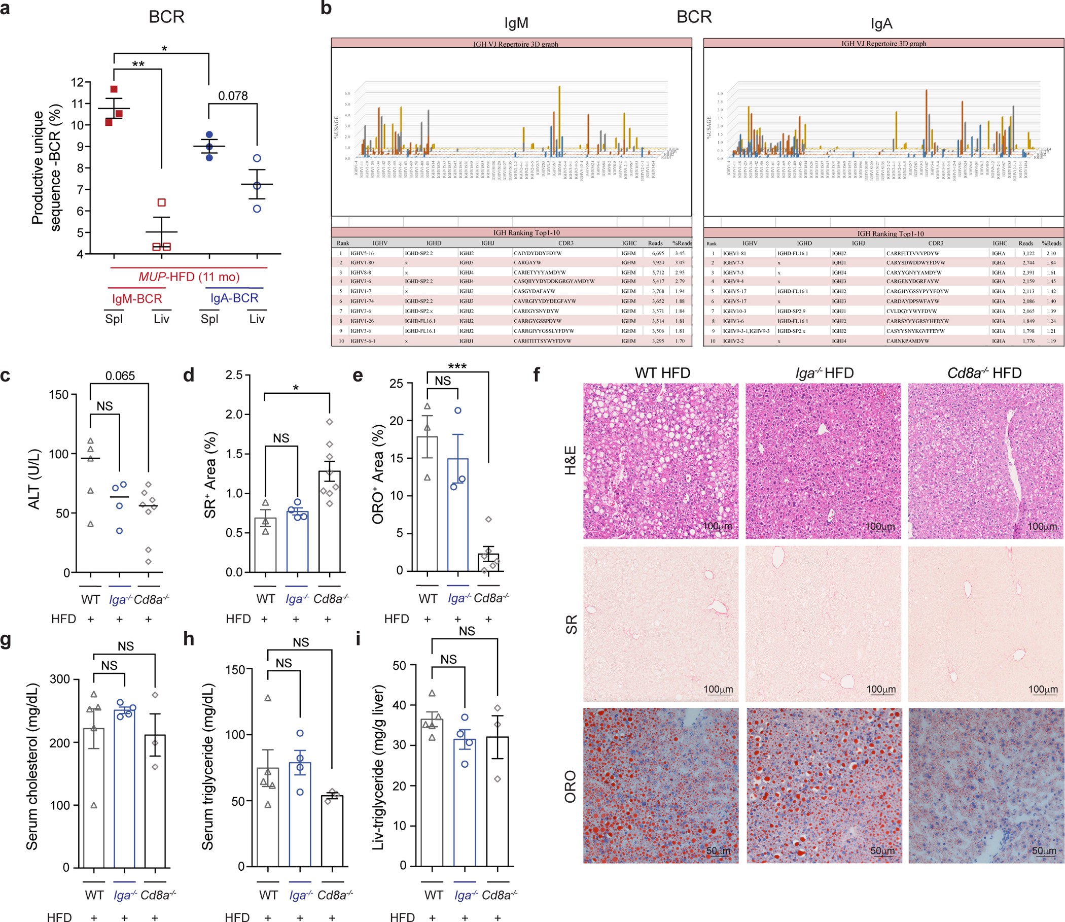 Extended Data Figure 10: Liver-IgA+ cells are oligoclonal, and effects of HFD on control WT, Iga−/−, and Cd8a−/− mice.