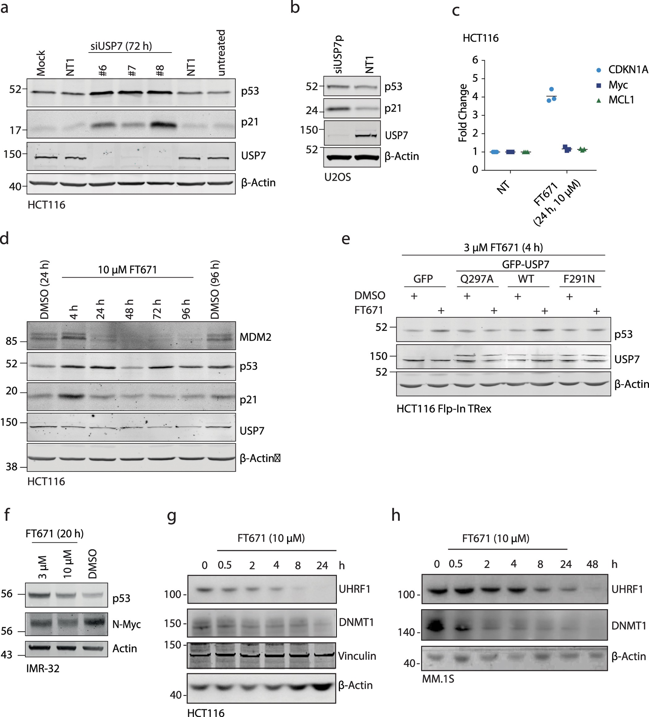 Extended Data Figure 7: USP7 knockdown or inhibitors affect USP7 substrates in cell lines.