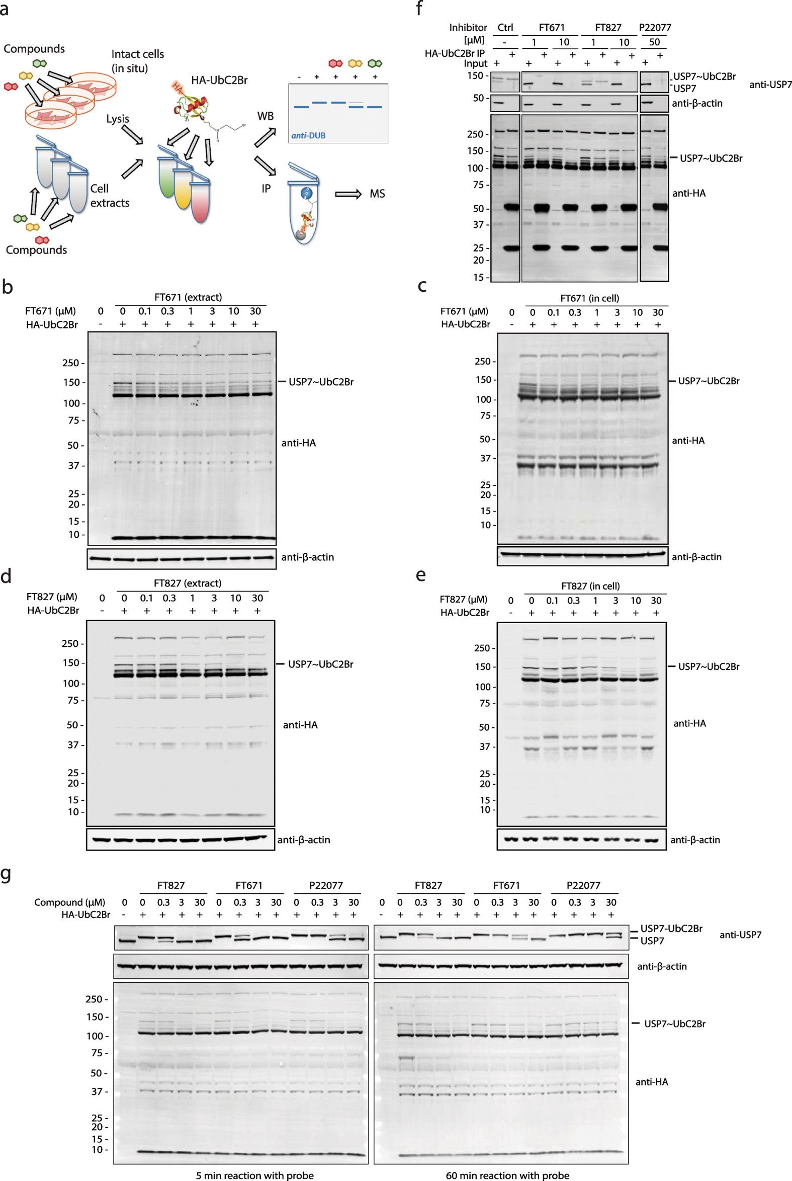 Extended Data Figure 2: USP7 target engagement and specificity in MCF7 cells.