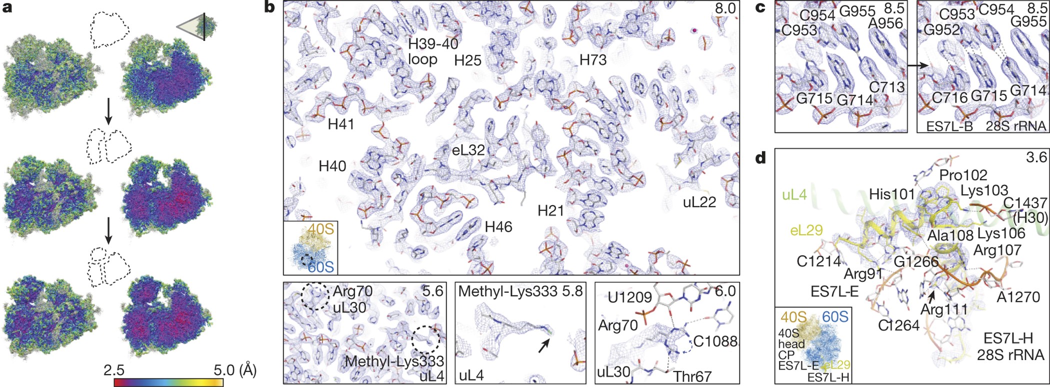 Visualization Of Chemical Modifications In The Human 80s Ribosome Structure Nature