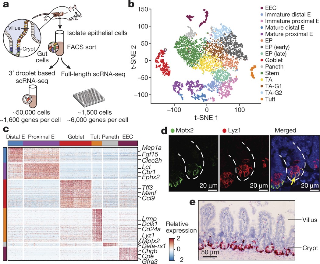 A single-cell survey of the small intestinal epithelium | Nature