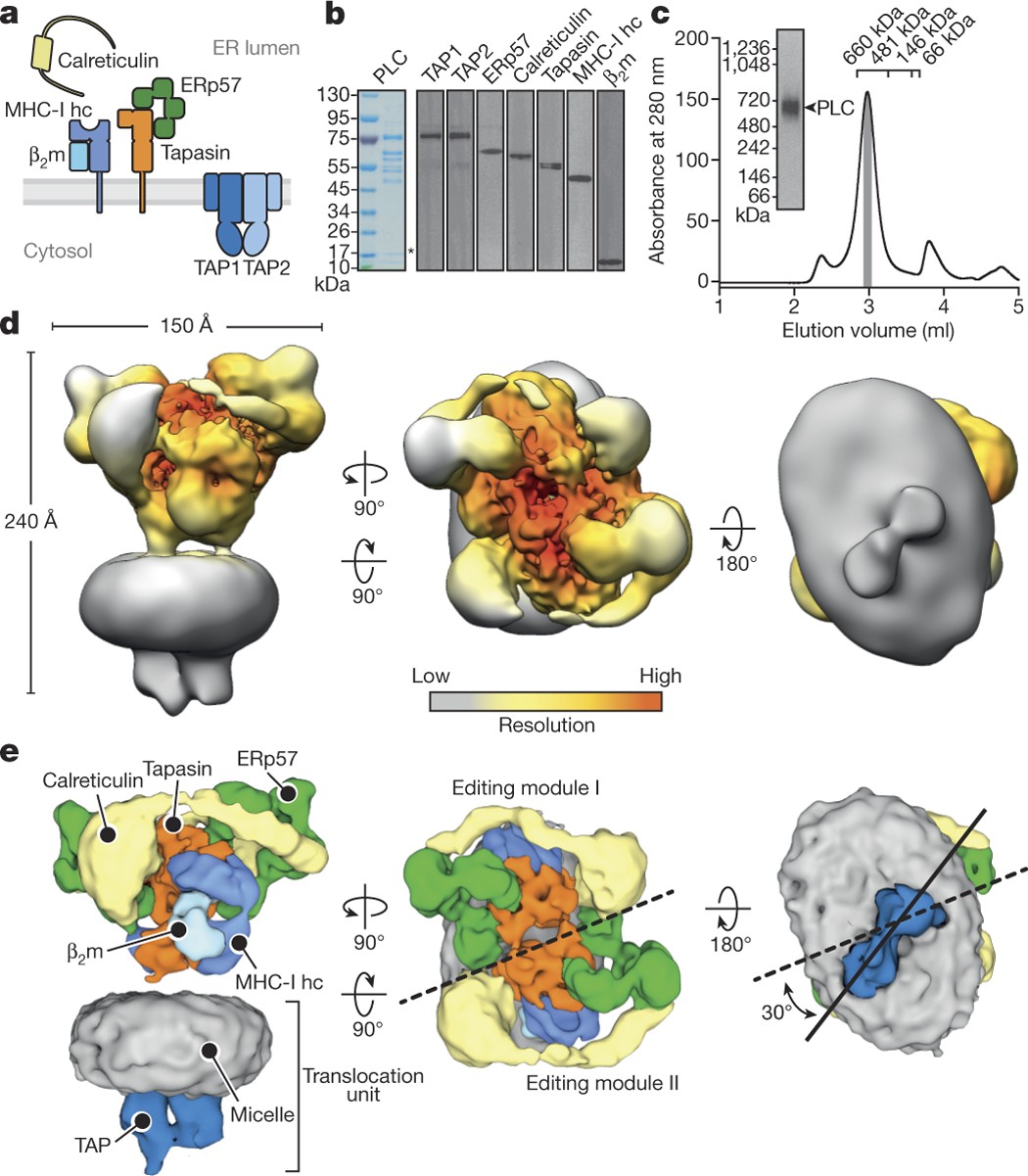 Dynamic interactome of the MHC I peptide loading complex in human