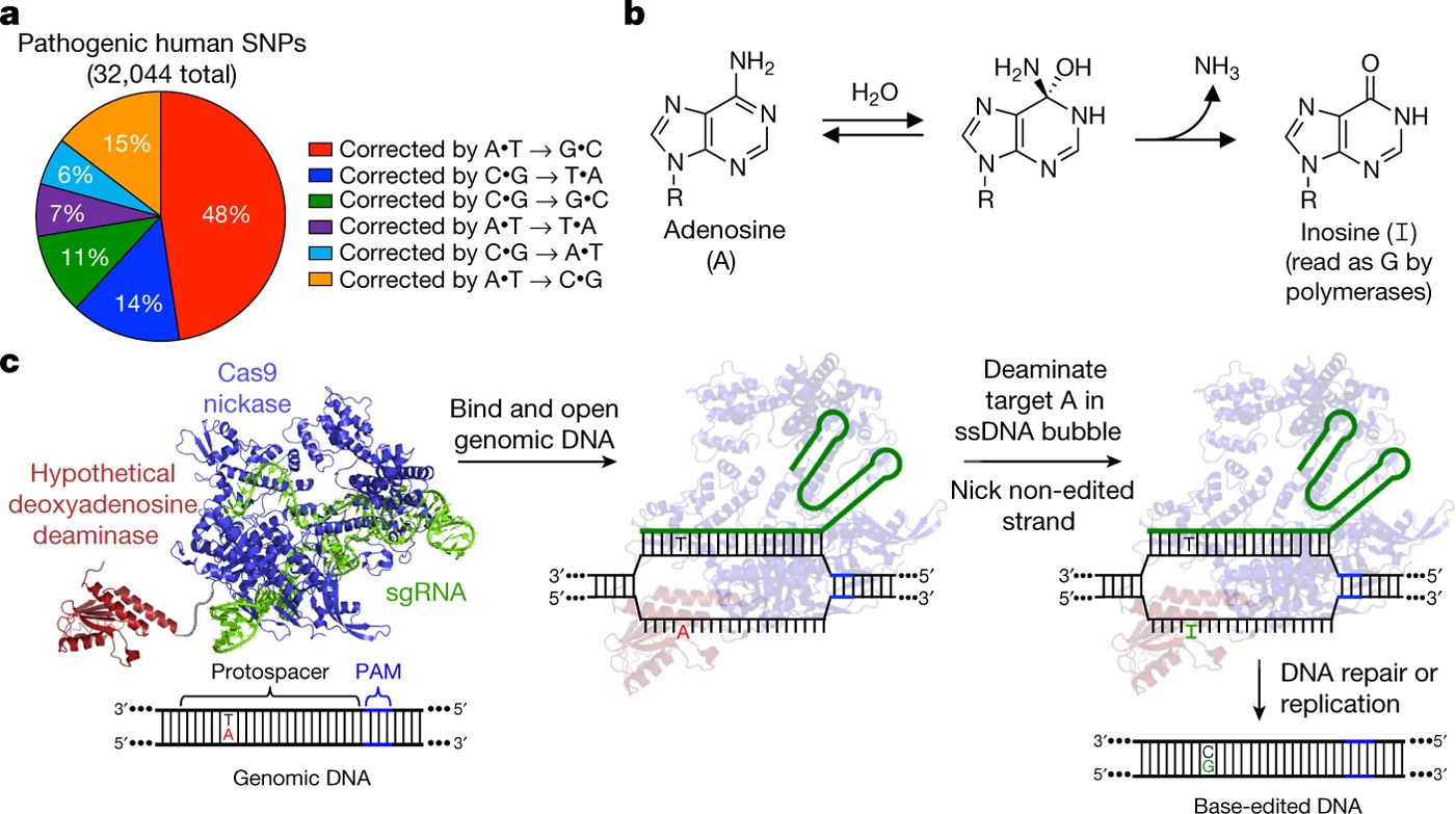 Programmable Base Editing Of A T To G C In Genomic Dna Without Dna