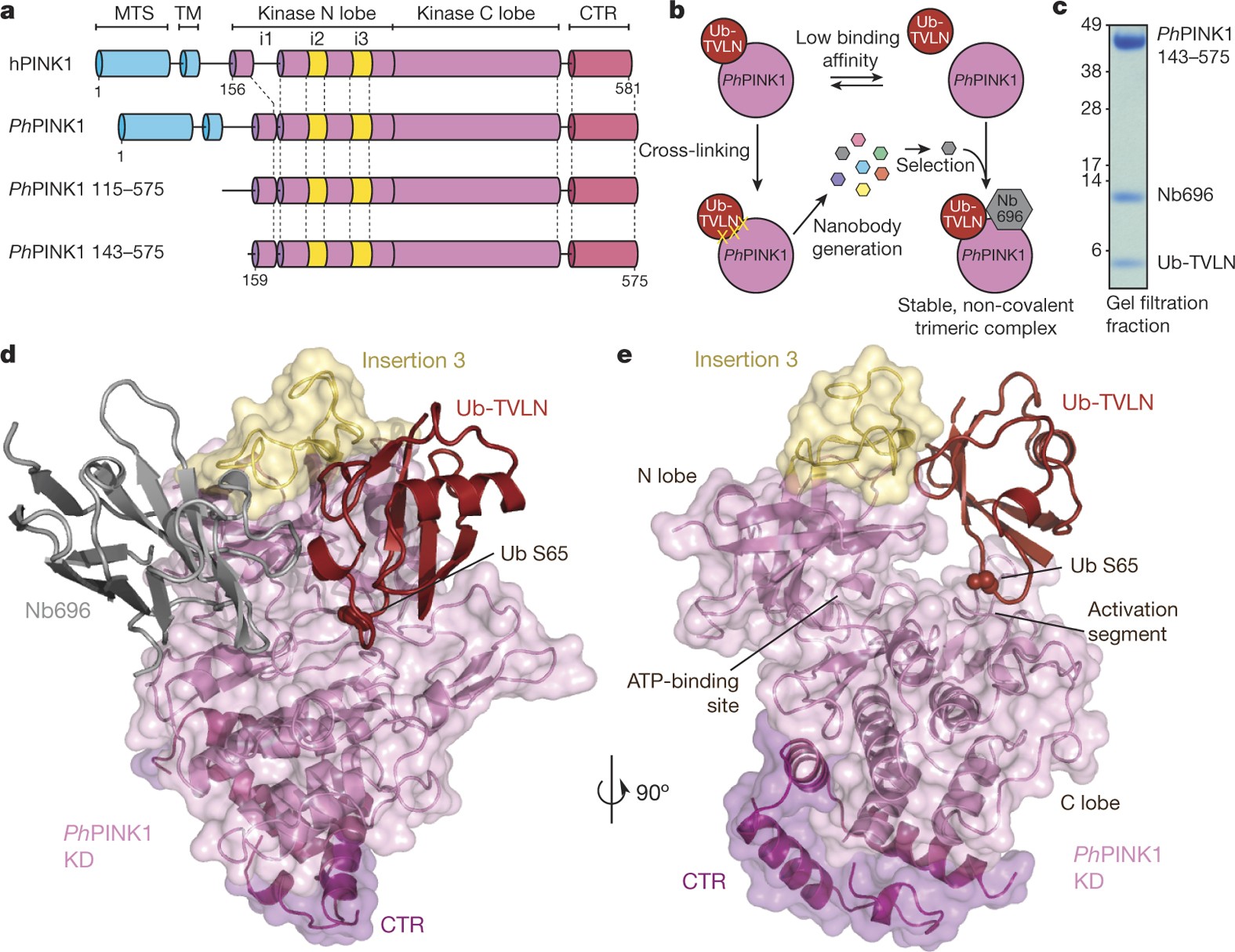 Structure of PINK1 in complex with its substrate ubiquitin