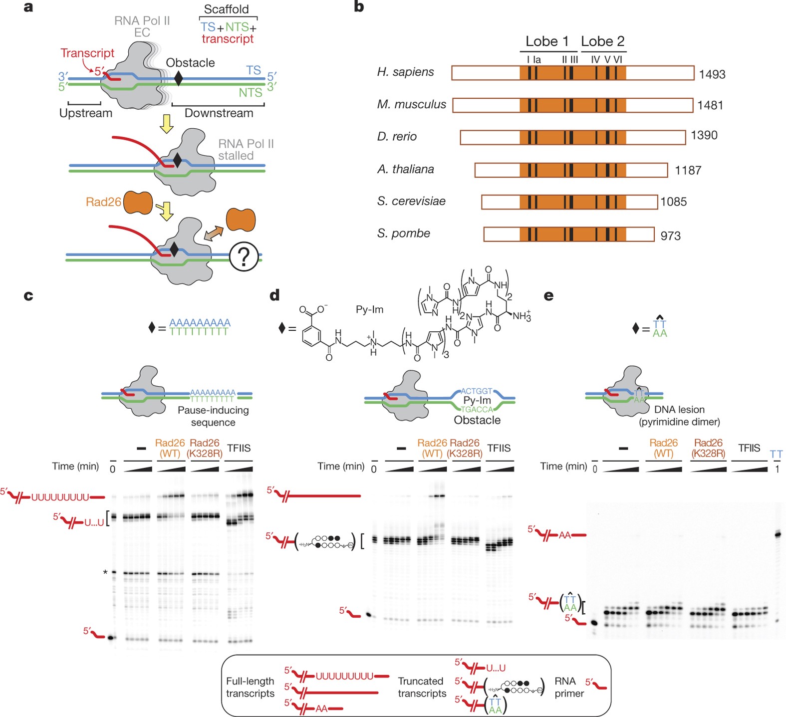structural-basis-for-the-initiation-of-eukaryotic-transcription-coupled-dna-repair-nature
