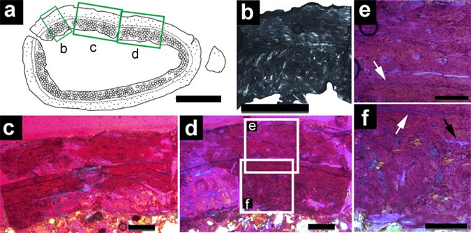 Extended Data Figure 5