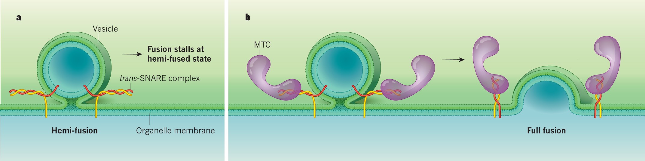 Fusionschemie