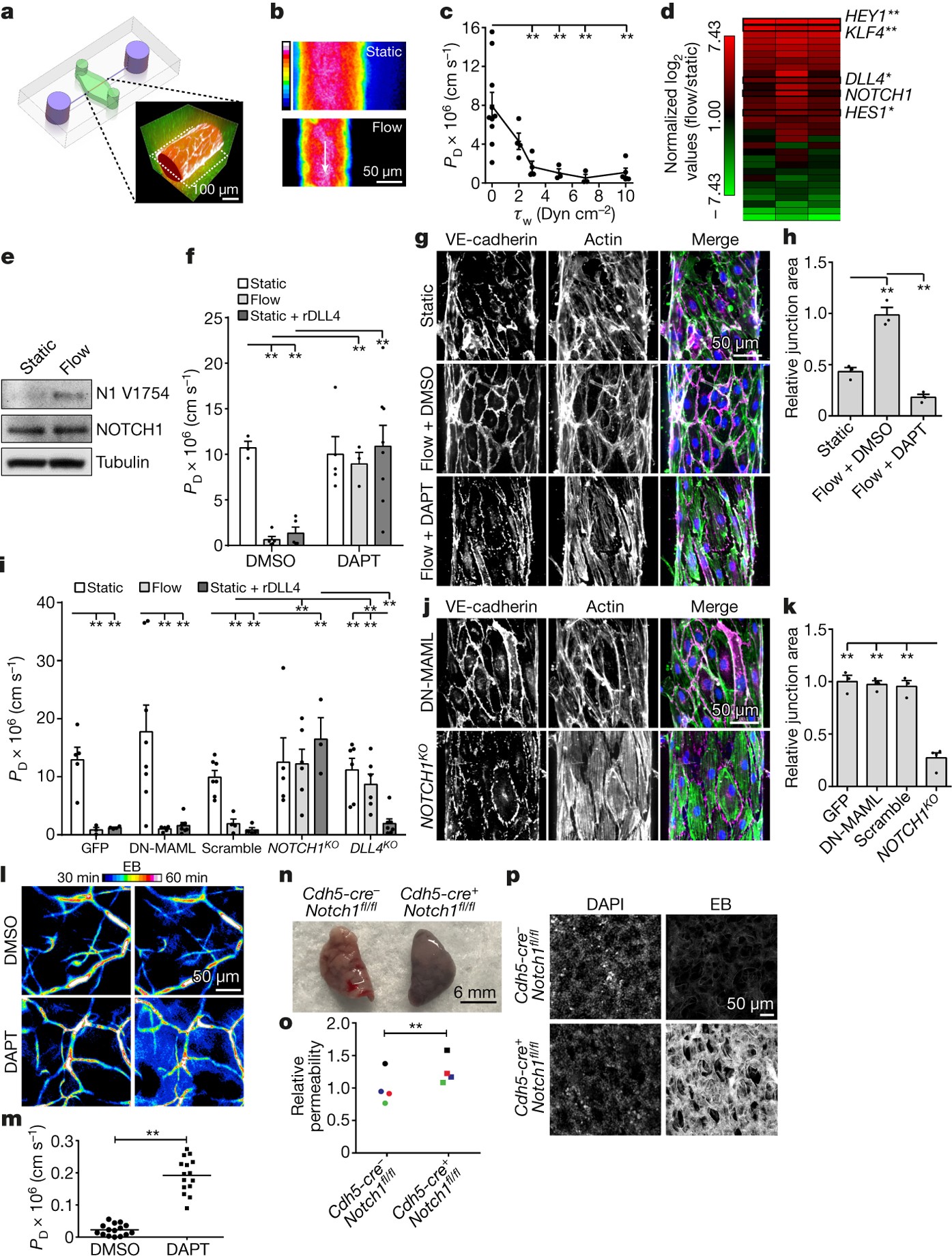 A Non Canonical Notch Complex Regulates Adherens Junctions