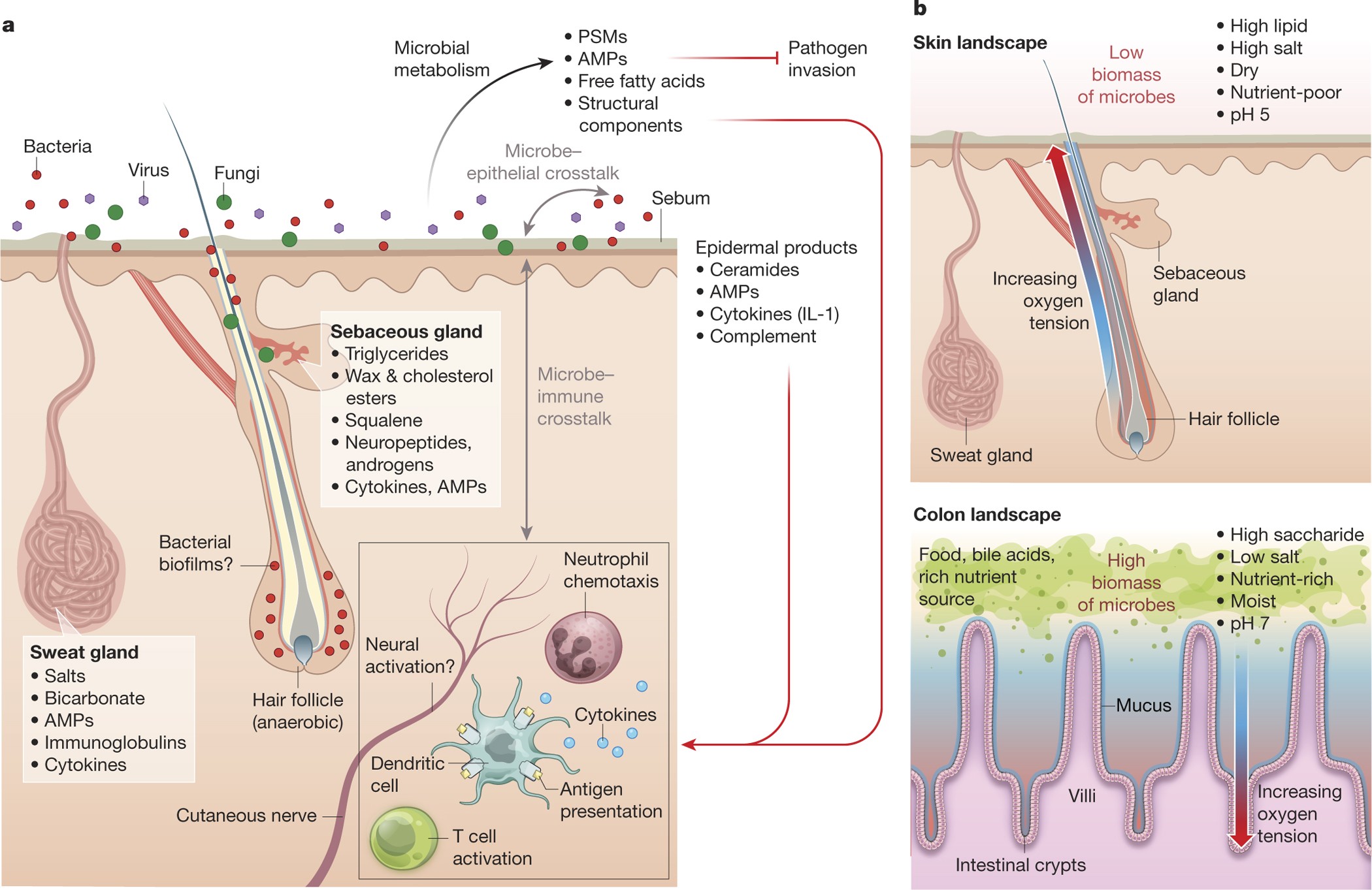 Skin Microbiota Host Interactions Nature