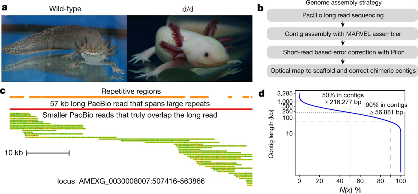 The Axolotl Genome And The Evolution Of Key Tissue Formation Regulators Nature