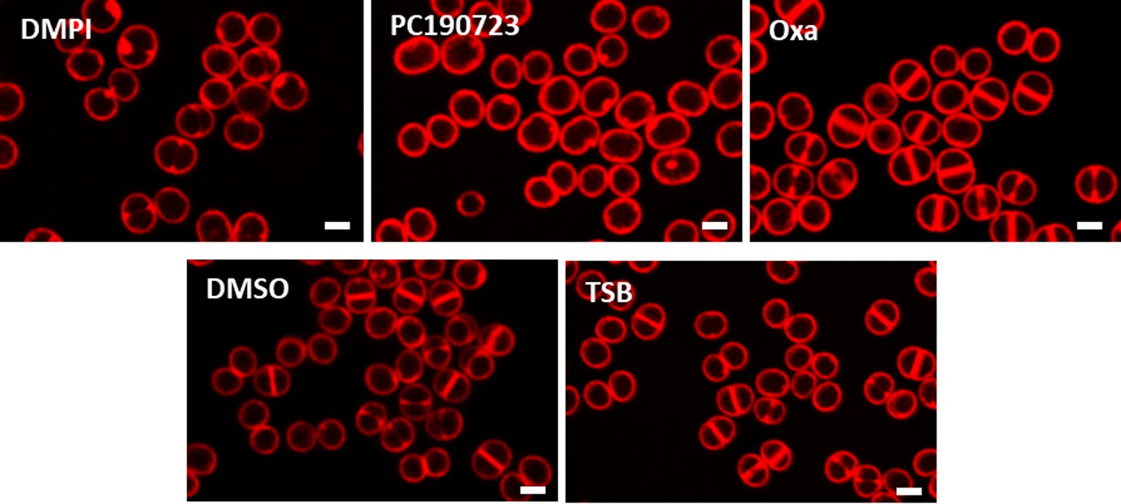 Extended Data Figure 5: Effect of antibiotics on cell-cycle progression of S. aureus.