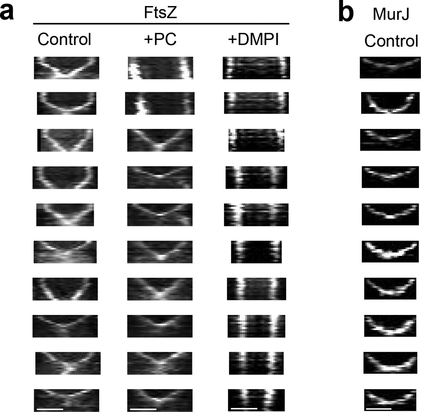Extended Data Figure 6: Kymographs that show the constriction of FtsZ55–56sGFP and MurJ–sGFP rings.