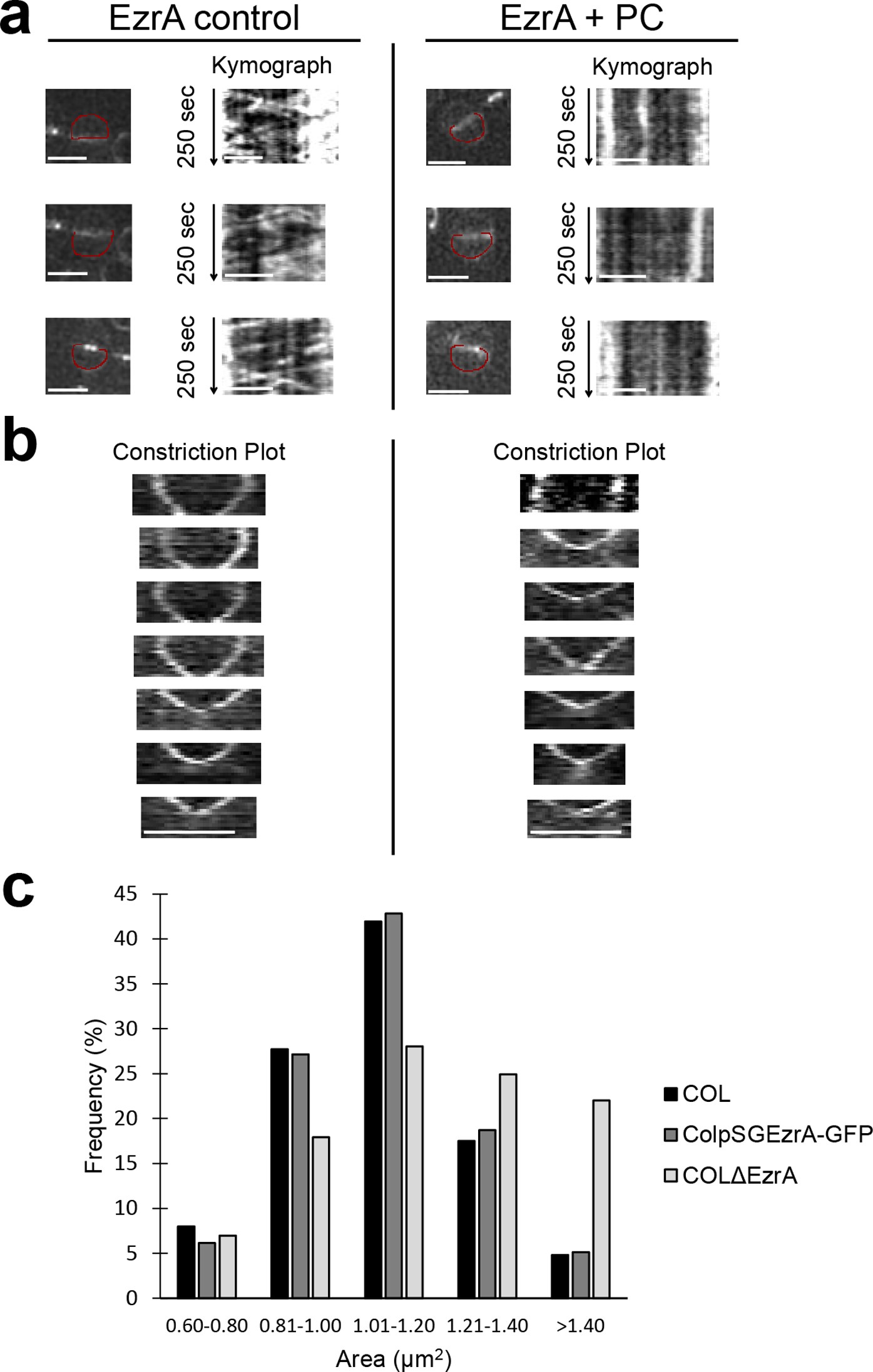 Extended Data Figure 7: The Z ring protein EzrA shows impaired treadmilling in the presence of PC190723 and biphasic ring constriction.
